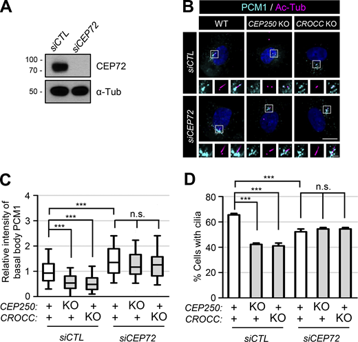 Augmentation of the proportion of cells with cilia by CEP72 depletion. (A) The CEP72-depleted RPE1 cells were cultured in a serum-deprived medium for 48 h and immunoblotted with antibodies specific to CEP72 and α-tubulin. (B) CEP72 was depleted in the CEP250 and CROCC KO cells and subjected to coimmunostaining analysis with antibodies specific to PCM1 (cyan) and acetylated tubulin (magenta). Scale bar, 10 μm; inset scale bar, 2 μm. (C) Intensities of PCM1 at the basal bodies were determined. Within each box, the black center line represents the median value, the black box contains the interquartile range, and the black whiskers extend to the 10th and 90th percentiles. (D) The number of cells with cilia was counted. Graph values are expressed as mean and SEM. (C and D) More than 30 cells per group were counted in three independent experiments. Statistical significance was determined using one-way ANOVA with Tukey’s post hoc test (***, P < 0.001; n.s., not significant). Source data are available for this figure: SourceData F4. Refer to the image caption for details.