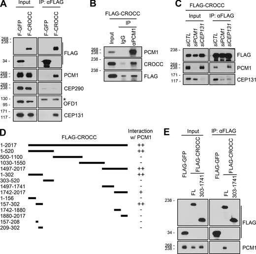 Definition of PCM1-interacting regions in the CROCC protein. (A) Lysates of the RPE1 cells expressing the ectopic FLAG-GFP and FLAG-CROCC proteins were immunoprecipitated with the FLAG antibody and subsequently immunoblotted with antibodies specific to FLAG, PCM1, CEP290, OFD1, and CEP131. The asterisk indicates non-specific band with the OFD1 antibody. (B) The same cell lysates were immunoprecipitated with the PCM1 antibody and subsequently immunoblotted with antibodies specific to PCM1, CROCC, and FLAG. Rabbit IgG was used as a negative control. (C) Endogenous PCM1 and CEP131 were depleted in stable RPE1 cells expressing FLAG-CROCC. The cell lysates were immunoprecipitated with the FLAG antibody and subsequently immunoblotted with antibodies specific to FLAG, PCM1, and CEP131. (D) Schematic of the truncated mutants of FLAG-CROCC. The interactions between the CROCC truncated mutants and endogenous PCM1 are summarized on the right. (E) Lysates of the stable cell lines expressing FLAG-CROCCFL and FLAG-CROCC303–1741 were immunoprecipitated with the FLAG antibody and subsequently immunoblotted with antibodies specific to FLAG and PCM1. Source data are available for this figure: SourceData F5.