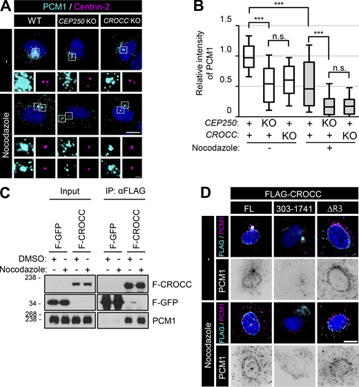 Colocalization of PCM1 with subcellular CROCC. (A) The CEP250 and CROCC KO RPE1 cells were treated with 20 μM nocodazole for 2 h and subjected to coimmunostaining analysis with antibodies specific to PCM1 (cyan) and centrin-2 (magenta). (B) Intensities of PCM1 at the centrosome were determined. More than 30 cells per group were counted in three independent experiments. Within each box, the black center line represents the median value, the black box contains the interquartile range, and the black whiskers extend to the 10th and 90th percentiles. Statistical significance was determined using one-way ANOVA with Tukey’s post hoc test (***, P < 0.001; n.s., not significant). (C) The cells expressing the ectopic FLAG-CROCC protein were treated with 20 μM nocodazole for 2 h and subjected to immunoprecipitation analysis with the FLAG antibody, followed by immunoblot analyses with antibodies specific to FLAG and PCM1. (D) FLAG-CROCCFL, FLAG-CROCC303–1741, and FLAG-CROCCΔR3 were stably expressed in the CROCC KO RPE1 cells. The cells were treated with 20 μM nocodazole for 2 h and coimmunostained with antibodies specific to FLAG (cyan) and PCM1 (magenta). (A and D) Scale bars, 10 μm; inset scale bar, 2 μm. Source data are available for this figure: SourceData F7.