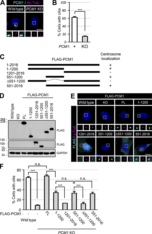 Definition of the PCM1 domains for centrosome accumulation and cilia formation. (A) The PCM1 KO RPE1 cells were cultured in a serum-deprived medium for 48 h and coimmunostained with antibodies specific to PCM1 (cyan) and acetylated tubulin (magenta). (B) The number of cells with cilia was counted. (C) Schematic of the truncated mutants of FLAG-PCM1. Centrosome localizations of the PCM1 truncated mutants are summarized on the right. (D) Truncated mutants of FLAG-PCM1 were expressed in the PCM1 KO RPE1 cells and subjected to immunoblot analyses with antibodies specific to FLAG and GAPDH. (E) The cells were coimmunostained with antibodies specific to FLAG (cyan) and γ-tubulin (magenta). (F) The number of cells with cilia was counted. (A and E) Scale bars, 10 μm; inset scale bars, 2 μm. (B and F) More than 30 cells per group were counted in three independent experiments. Graph values are expressed as mean and SEM. Statistical significance was determined using one-way ANOVA with Tukey’s post hoc test (***, P < 0.001; n.s., not significant). Source data are available for this figure: SourceData F8.