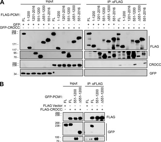 Definition of the CROCC-interacting region in the PCM1 protein. (A) Lysates of the 293T cells expressing the ectopic FLAG-PCM1 truncated proteins and GFP-CROCC were immunoprecipitated with the FLAG antibody and subsequently immunoblotted with antibodies specific to CROCC, GFP, and FLAG. (B) Lysates of the 293T cells expressing the ectopic FLAG-CROCC and GFP-PCM1 truncated proteins were immunoprecipitated with the FLAG antibody and subsequently immunoblotted with antibodies specific to FLAG and GFP. Source data are available for this figure: SourceData F9. Refer to the image caption for details.
