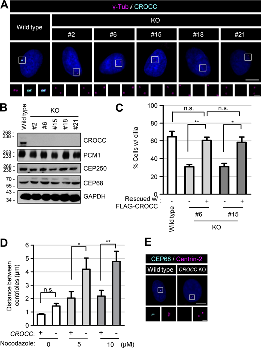 Generation of the CROCC KO RPE1 cells. (A) The CROCC KO RPE1 cells were coimmunostained with antibodies specific to γ-tubulin (magenta) and CROCC (cyan). (B) The CROCC KO cells were subjected to immunoblot analyses with antibodies specific to CROCC, PCM1, CEP250, CEP68, and GAPDH. (C) The number of cells with cilia was counted. (D) The distance between the centrioles in CROCC KO cells was determined after the treatment of 20 μM nocodazole for 2 h. (E) The CROCC KO cells were coimmunostained with antibodies specific to CEP68 (cyan) and centrin-2 (magenta). (A and E) Scale bars, 10 μm; inset scale bars, 2 μm. (C and D) More than 30 cells per group were counted in three independent experiments. Graph values are expressed as mean and SEM. Statistical significance was determined using one-way ANOVA with Tukey’s post hoc test (*, P < 0.05; **, P < 0.01; n.s., not significant). Source data are available for this figure: SourceData FS1.
