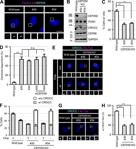 Generation of the CEP250 KO RPE1 cells. (A) The CEP250 KO RPE1 cells were coimmunostained with antibodies specific to centrin-2 (magenta) and CEP250 (cyan). (B) The CEP250 KO cells were subjected to immunoblot analyses with antibodies specific to CEP250, PCM1, CROCC, CEP68, and GAPDH. (C) The number of cells with cilia was counted. (D) The number of cells with centriole disjunction (>2 μm) was counted. (E) The CEP250 KO cells with and without cilia were coimmunostained with antibodies specific to CROCC (cyan) and acetylated tubulin (magenta). (F) The number of cells with centrosome/basal body CROCC signals was counted in CEP250 KO cells with and without cilia. (G) The CEP250 KO cells were cultured in serum-deprived medium for 48 h to induce cilia assembly and subjected to coimmunostaining analysis with antibodies specific to CROCC (cyan) and acetylated tubulin (magenta). (H) The number of cells with CROCC fibers was counted in cells. (A, E, and G) Scale bars, 10 μm; inset scale bars, 2 μm. (C, D, F, and H) More than 30 cells per group were counted in three independent experiments. Graph values are expressed as mean and SEM. Statistical significance was determined using one-way ANOVA with Tukey’s post hoc test (**, P < 0.01; ***, P < 0.001; n.s., not significant). Source data are available for this figure: SourceData FS2.