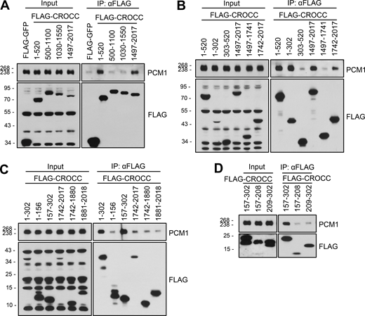 Coimmunoprecipitation analysis of endogenous PCM1 with the FLAG-CROCC fragments. (A–D) The FLAG-CROCC fragments were ectopically expressed in 293T cells and immunoprecipitated with the FLAG antibody followed by immunoblot analysis with the PCM1 and FLAG antibodies. Source data are available for this figure: SourceData FS4.