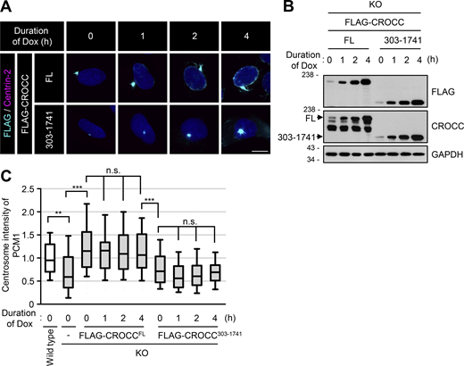 Expression of FLAG-CROCCFLand FLAG-CROCC303–1741in CROCC KO RPE1 cells. (A) Ectopic expression of FLAG-CROCCFL and FLAG-CROCC303-1741 were induced with 1 μg/ml doxycycline for up to 4 h in the CROCC KO cells. The cells were coimmunostained with antibodies specific to FLAG (cyan) and Centrin-2 (magenta). Scale bar, 10 μm. (B) The cells were immunoblotted with antibodies specific to FLAG, CROCC, and GAPDH. (C) Intensities of PCM1 at the centrosomes were determined. More than 30 cells per group were counted in three independent experiments. Within each box, the black center line represents the median value, the black box contains the interquartile range, and the black whiskers extend to the 10th and 90th percentiles. Statistical significance was determined using one-way ANOVA with Tukey’s post hoc test (**, P < 0.01; ***, P < 0.001; n.s., not significant). Source data are available for this figure: SourceData FS5.
