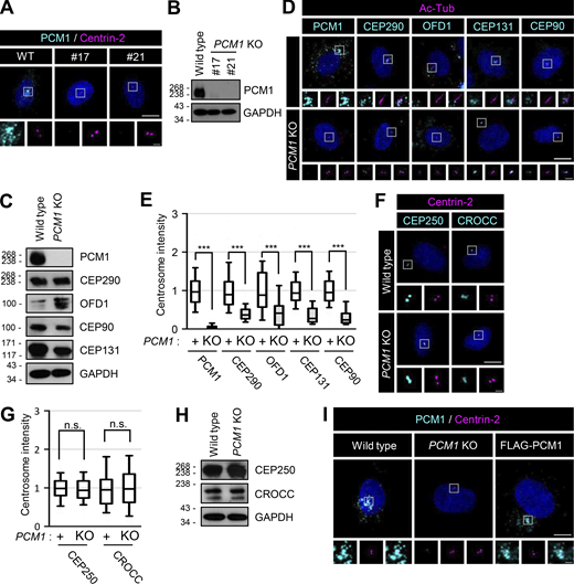 Generation and feature of PCM1 KO RPE1 cells. (A) The PCM1 KO RPE1 cells were coimmunostained with antibodies specific to PCM1 (cyan) and centrin-2 (magenta). (B) The PCM1 KO cells were subjected to immunoblot analyses with antibodies specific to PCM1 and GAPDH. (C) The PCM1 KO cells were subjected to immunoblot analyses with antibodies specific to PCM1, CEP290, OFD1, CEP90, CEP131, and GAPDH. (D) The PCM1 KO cells were cultured in a serum-deprived medium for 48 h and coimmunostained with antibodies specific to acetylated tubulin (magenta), along with PCM1, CEP290, OFD1, CEP131, and CEP90 (cyan). (E) Centrosome intensities of PCM1, CEP290, OFD1, CEP131, and CEP90 were determined. (F) The PCM1 KO cells were coimmunostained with antibodies specific to centrin-2 (magenta), along with CEP250 and CROCC (cyan). (G) Centrosome intensities of CEP250 and CROCC were determined. (H) The PCM1 KO cells were subjected to immunoblot analyses with antibodies specific to CEP250, CROCC, and GAPDH. (I) The FLAG-PCM1-expressing cells were coimmunostained with antibodies specific to PCM1 (cyan) and centrin-2 (magenta). (A, D, F, and I) Scale bars, 10 μm; inset scale bars, 2 μm. (E and G) More than 30 cells per group were counted in three independent experiments. Within each box, the black center line represents the median value, the black box contains the interquartile range, and the black whiskers extend to the 10th and 90th percentiles. Statistical significance was determined using one-way ANOVA with Tukey’s post hoc test (***, P < 0.001; n.s., not significant). Source data are available for this figure: SourceData FS6.