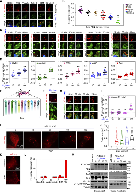 Light-induced PXN LLPS drives the nucleation of FA proteins. (A)PXN−/− HeLa cells expressing PXN-Cry2 were activated with blue light for 10 min and processed for immunostaining with the indicated antibodies. (B) The Pearson’s correlation of each protein with the Opto-PXN droplets was quantified (B). Data are presented as mean ± SD. (C and D)PXN−/− HeLa cells expressing PXN-Cry2 were activated with blue light for the indicated time and immunostained with antibodies against the indicated proteins (C). The Pearson’s correlation was quantified in D. Data are presented as mean ± SD. (E) Schematic summary of the results from A–D. (F)PXN−/− HeLa cells expressing PXN-Cry2 were treated with blue light for 120 min and stained with Phalloidin to visualize F-actin. (G and H)PXN−/− HeLa cells expressing PXN-Cry2 were activated with blue light for the indicated time and immunostained with antibodies against integrin β1 (G). The Pearson’s correlation was quantified in H. (I and J)PXN−/− HeLa cells expressing PXN-Cry2 were activated with blue light for the indicated time and were imaged with TIRF microscopy. Droplet area was determined and shown in J. (K and L)PXN−/− HeLa cells expressing PXN-Cry2 were activated with blue light and imaged by confocal and TIRF microscopy, respectively. The percentage of Opto-PXN condensates visible by TIRF was determined (L). n = 44 cells. (M)PXN−/− HeLa cells expressing PXN-Cry2 were activated with blue light for the indicated time and then subjected to plasma membrane fractionation. The samples were analyzed by immunoblotting with the indicated antibodies. The experiment was repeated two independent times with similar observations. ns, not significant; *P < 0.05; **P < 0.01; ***P < 0.001 by one-way ANOVA. Source data are available for this figure: SourceData F2.