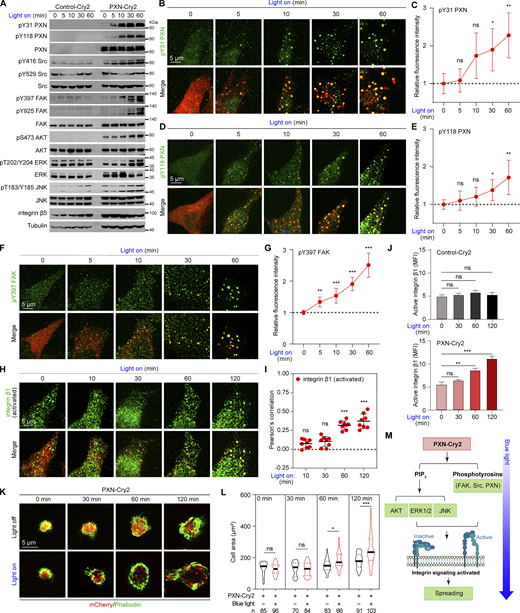 Light-induced PXN LLPS activates integrin signaling and accelerates cell spreading. (A) Lysates extracted from HeLa cells expressing either Control-Cry2 or PXN-Cry2 treated with blue light at different time points were separated on SDS-PAGE gels and analyzed by immunoblotting with the indicated antibodies. The experiments were repeated three independent times. (B–I) HeLa cells expressing PXN-Cry2 were stimulated with blue light for different time periods. The cells were stained with the indicated antibodies in B, D, F, and H. The relative fluorescence intensities of individual staining were quantified in C, E, G, and I. Data are presented as mean ± SD. n = 8. ns, not significant; *P < 0.05; **P < 0.01; ***P < 0.001 by one-way ANOVA. (J)PXN−/− HeLa cells expressing Control-Cry2 or PXN-Cry2 were stimulated with blue light for different time periods and stained with antibody specifically against active integrin β1. The mean fluorescence intensity (MFI) was determined by flow cytometry. Data are shown as mean ± SEM. (K) Representative confocal images of HeLa cells expressing PXN-Cry2 that were digested and plated on fibronectin-coated (5 µg/ml) coverslips in the absence (light off) or presence (light on) of blue light illumination for the indicated time. The cells were stained with Phalloidin to highlight morphology. (L) Quantification of the cell area from K. ns, not significant; *P < 0.05; ***P < 0.001 by unpaired Student’s t test. (M) Schematic summary of the results from A–L. Source data are available for this figure: SourceData F3. Refer to the image caption for details.