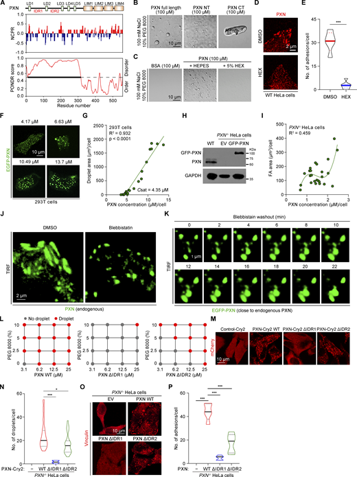 PXN LLPS promotes FA assembly. (A) Prediction of disordered regions (PONDR) and charge distribution (NCPR) were aligned with PXN domains. (B) Representative DIC images of LLPS of PXN full length, N-terminus (NT), and C-terminus (CT) in vitro (150 mM NaCl, pH 7.5, 10% PEG 8000). (C) Representative DIC images of PXN in the presence or absence of 5% 1,6-hexanediol. (D) WT HeLa cells were treated with 5% 1,6-hexanediol and stained with antibody against PXN. (E) The number of PXN+ adhesions was quantified. ***P < 0.001 by unpaired Student’s t test. (F) Representative confocal images of EGFP-PXN expression at different concentrations in the 293T cells. (G) The correlation between the protein concentration of EGFP-PXN and the condensate area is shown in G. (H) Protein samples prepared from WT HeLa and PXN−/− HeLa cells reconstituted with empty vector (EV) or GFP-PXN were analyzed by immunoblotting against the indicated antibodies. (I) EGFP-PXN was reconstituted into PXN−/− HeLa cells to near endogenous PXN level. The correlation between PXN concentration and FA area was determined. The graph was modeled with polynomial regression. (J) WT HeLa cells treated with DMSO or blebbistatin were stained with an antibody against PXN and imaged with TIRF microscopy. (K) HeLa cells expressing EGFP-PXN close to the endogenous PXN expression were recovered from blebbistatin treatment and subjected to live cell imaging with TIRF microscopy. (L) Phase diagrams of PXN WT, ΔIDR1, and ΔIDR2 with increasing concentrations of PEG 8000. (M) Representative images of PXN−/− HeLa cells expressing PXN-Cry2 WT, ΔIDR1, or ΔIDR2 stimulated with blue light for 10 min. (N) Number of Opto-PXN droplets was quantified in N. *P < 0.05; ***P < 0.001 by one-way ANOVA. (O and P) Representative images of PXN−/− HeLa cells reconstituted with EV, PXN WT, ΔIDR1, or ΔIDR2 immunostained with antibody against Vinculin. FA size was quantified and presented in P. ***P < 0.001 by one-way ANOVA. Source data are available for this figure: SourceData F5. Refer to the image caption for details.