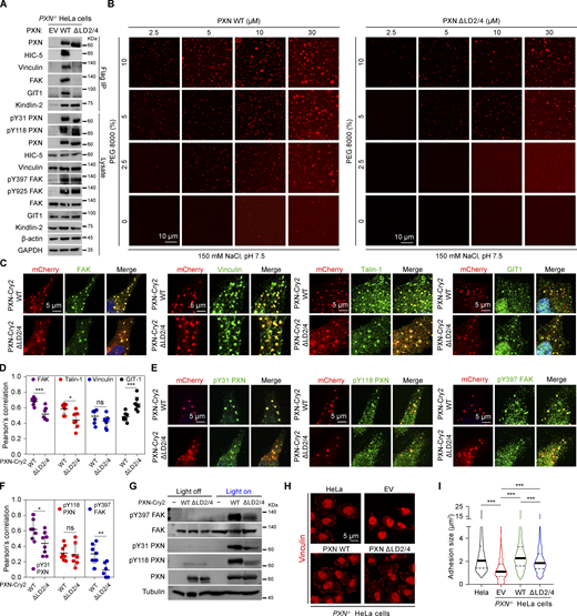 Specific and non-specific molecular interactions cooperatively regulate FA assembly and integrin signaling. (A)PXN−/− HeLa cells reconstituted with EV, Flag-tagged PXN WT, or ΔLD2/4 were subjected to immunoprecipitation with antibody against Flag. The protein samples were then analyzed by immunoblotting against the indicated antibodies. (B) Representative images of LLPS of PXN WT and ΔLD2/4 with increasing concentrations of PEG 8000. (C–F) HeLa cells expressing PXN-Cry2 WT or ΔLD2/4 were activated with blue light, fixed, and immunostained with the indicated antibodies. Representative confocal images are shown in C and E. Quantification of Pearson’s correlation of each individual protein with the Opto-PXN droplets formed by PXN-Cry2 WT or ΔLD2/4 were shown in D and F. Data are shown as mean ± SD. ns, not significant; *P < 0.05; **P < 0.01; ***P < 0.001 by unpaired Student’s t test. (G) HeLa cells expressing with PXN-Cry2 WT or ΔLD2/4 were treated with blue light for 60 min and harvested. Lysates were analyzed by immunoblotting with the indicated antibodies. (H) Representative confocal images of PXN−/− HeLa cells reconstituted with EV, Flag-tagged PXN WT, or ΔLD2/4 immunostained with antibody against Vinculin. (I) FA size was quantified and presented. ***P < 0.001 by one-way ANOVA. Source data are available for this figure: SourceData F6.