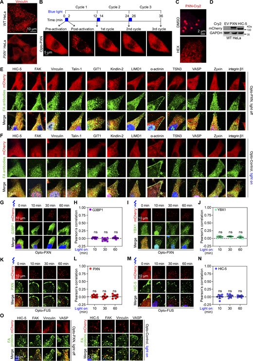 Characterization of light-induced Opto-PXN condensates (related toFigs. 1and2). (A) Representative photographs of WT and PXN−/− HeLa cells stained with antibody against Vinculin. (B)PXN−/− HeLa cells stably expressing PXN-Cry2 were subjected to the indicated paradigm of blue light treatment. Representative images are shown from three independent experiments. (C) HeLa cells expressing PXN-Cry2 were pretreated with 5% 1,6-hexanediol for 10 min and then stimulated with blue light for 10 min. (D) Lysates prepared from WT HeLa cells stably expressing empty vector (EV), PXN-Cry2, or HIC-5-Cry2 were analyzed by immunoblotting against the indicated antibodies. (E and F) Representative images of PXN−/− HeLa cells expressing either PXN-Cry2 or Control-Cry2 immunostained with the indicated antibodies. (G–J)PXN−/− HeLa cells expressing PXN-Cry2 were activated with blue light for the indicated time and immunostained with antibodies against G3BP1 (G) and YBX1 (I), respectively. The Pearson’s correlation of G3BP1 and YBX1 with the Opto-PXN droplets were quantified and presented as mean ± SD in H and J. (K–N) WT HeLa cells transiently transfected with Opto-FUS were stimulated with blue light for the indicated time. The cells were then fixed and immunostained with antibodies against PXN or HIC-5. Representative confocal images are shown in K and M. And the Pearson’s correlation of PXN or HIC-5 with Opto-FUS condensates was quantified in L and N. ns, not significant by one-way ANOVA. (O) WT HeLa cells expressing PXN-Cry2 were immunostained with the indicated antibodies before and after blue light stimulation. Representative confocal images were shown. Source data are available for this figure: SourceData FS1.
