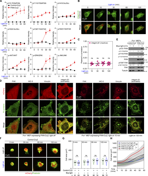 Light-induced PXN LLPS activates integrin signaling (related toFig. 3). (A) The relative band intensities of Fig. 3 A were quantified by densitometry. Data are presented as mean ± SEM, n = 3 independent experiments. (B and C) HeLa cells expressing PXN-Cry2 were illuminated with blue light for the indicated time and immunostained with antibodies against inactive integrin β1. The Pearson’s correlation of inactive integrin β1 and Opto-PXN was quantified in C. Data are presented as mean ± SD. ns, not significant by one-way ANOVA. (D)Pxn−/− MEFs expressing PXN-Cry2 were activated with blue light for the indicated time and immunostained with the indicated antibodies. (E)Pxn−/− MEFs expressing Control-Cry2 or PXN-Cry2 were treated with blue light for 2 h. The cells were harvested and analyzed by immunoblotting using the indicated antibodies. (F) Representative confocal images of HeLa cells expressing Control-Cry2 that were digested and plated on fibronectin-coated (5 µg/ml) coverslips in the absence (light off) or presence (light on) of blue light for the indicated time. The cells were stained with Phalloidin to highlight morphology. (G) Quantification of the cell area from F. ns, not significant by unpaired Student’s t test. (H) MEFs expressing Control-Cry2 or PXN-Cry2 were digested and allowed to spread for the indicated time with or without blue light treatment. The area of at least 80 cells at each condition was quantified. ns, not significant; *P < 0.05 by one-way ANOVA. Source data are available for this figure: SourceData FS2.