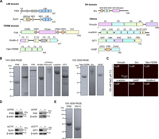 PXN undergoes LLPS and is required for FA assembly (related toFig. 4). (A) Domain organization of representative adhesion proteins. (B) Recombinant FA proteins were separated by 10% and 12% SDS-PAGE gels and visualized by Coomassie Blue. (C) LLPS of representative adhesion proteins at the indicated concentration in physiological buffer (150 mM NaCl, pH 7.5) in the absence of a crowding agent. (D) HeLa cells were transiently transfected with siRNA against PXN, FAK, ZYX, or GIT1. Cell lysates were analyzed by immunoblotting against the indicated antibodies. (E) Full-length PXN and HIC-5 recombinant proteins were separated on 10% SDS-PAGE gels and stained with Coomassie Blue. Source data are available for this figure: SourceData FS3. Refer to the image caption for details.