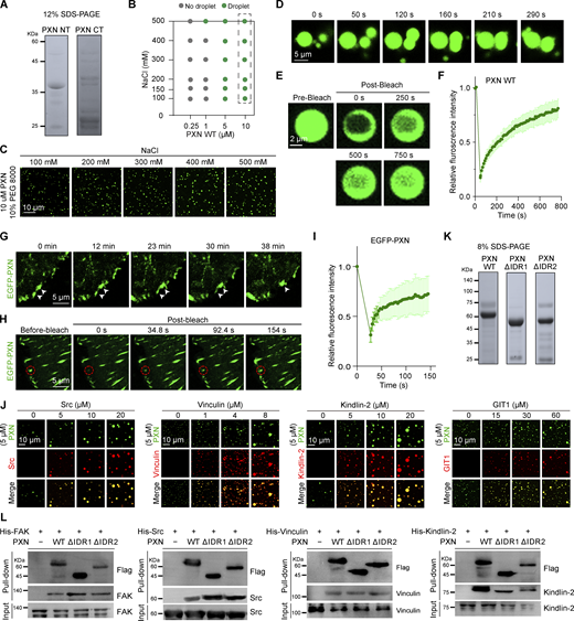 Characterization of PXN LLPS (related toFig. 5). (A) Purified PXN N-terminus (NT) and C-terminus (CT) were separated on 12% SDS-PAGE and stained with Coomassie Blue. (B) Phase diagram of PXN at different protein concentrations and salt concentrations in the presence of 10% PEG 8000. (C) Representative images of PXN LLPS at salt concentrations ranging from 100 to 500 mM. PXN was labeled with 488 NHS ester. (D) Representative images at different time points showing the fusion event of PXN droplets. (E and F) The PXN droplets were analyzed by FRAP. The relative fluorescence intensity at different time points were quantified in F. Data are shown as mean ± SD, n = 9. (G) MEFs stably expressing EGFP-PXN were analyzed by live cell imaging. Representative images captured the fusion of EGFP-PXN condensates. (H) FRAP analyses of EGFP-PXN condensates in the MEFs. (I) The relative fluorescence intensity of the circled area was quantified. Data are shown as mean ± SD. n = 9. (J) In vitro co-phase separation of PXN with different FA proteins. PXN was labeled with 488 NHS ester and the other adhesion proteins were labeled with Cy3 NHS ester. The reactions were in 150 mM NaCl, pH 7.5 in the presence of 10% PEG 8000. (K) Recombinant proteins of PXN WT, ΔIDR1, and ΔIDR2 were separated on 8% SDS-PAGE, and stained with Coomassie Blue. (L) In vitro pull-down assays using the indicated purified proteins. Source data are available for this figure: SourceData FS4. Refer to the image caption for details.