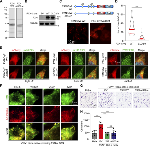 Specific and non-specific molecular interactions cooperatively regulate FA assembly and integrin signaling (related toFig. 6). (A) Purified PXN WT and ΔLD2/4 proteins were run on SDS-PAGE gel, stained with Coomassie Blue. (B) Lysates prepared from PXN−/− HeLa cells expressing EV, PXN-Cry2 WT or ΔLD2/4 were analyzed by immunoblotting with the indicated antibodies. (C) Top: schematic illustration of PXN-Cry2 WT and ΔLD2/4. Bottom: representative images of PXN−/− HeLa cells expressing PXN-Cry2 WT or ΔLD2/4 stimulated with blue light for 10 min. (D) Number of Opto-PXN droplets was quantified in D. ***P < 0.001 by unpaired Student’s t test. (E) Representative images of PXN−/− HeLa cells expressing PXN-Cry2 WT or ΔLD2/4 immunostained with antibodies against phospho-FAK (Tyr397), phospho-PXN (Tyr31 and Tyr118). (F) Representative images of PXN−/− HeLa cells expressing PXN-Cry2 ΔLD2/4 immunostained with the indicated antibodies. (G and H)PXN−/− HeLa cells reconstituted with EV, PXN WT, or ΔLD2/4 were subjected to transwell assay. Representative images of cells stained with crystal violet are shown in G from three independent experiments. (H) Quantification of cells migrated to the lower chambers is shown. Data are presented as mean ± SEM. ***P < 0.001 by one-way ANOVA. Source data are available for this figure: SourceData FS5.