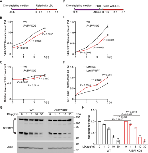 FABP7 promotes LDL cholesterol transport to the PM. (A–C) WT and FABP7 KO2 SV589 cells were incubated in the cholesterol (Chol)-depleting medium for 16 h and refed with cholesterol-depleting medium containing 20 µg/ml LDL for the indicated periods as shown in A. Cells were then stained with the His6-EGFP-D4H probe and subjected to flow cytometry for EGFP fluorescence measurement (B) or harvested for biochemical analysis of cholesterol levels (C). The EGFP fluorescence intensity of WT and FABP7 KO2 cells cultured in normal medium is defined as 1. Data are presented as mean ± SEM (from three biological replicates). Student’s unpaired two-tailed t test. Compared with WT cells refed with LDL for the same periods of time. (D and E) WT and FABP7 KO2 SV589 cells were depleted of cholesterol as in A, and in the last 10 min of 16 h cholesterol depletion was treated with 1.5% 2-hydroxypropyl-β-cyclodextrin (HPCD). Cells were then refed with cholesterol-depleting medium containing 20 µg/ml LDL for the indicated periods as shown in D, and stained with the His6-EGFP-D4H probe and subjected to flow cytometry for EGFP fluorescence measurement. The EGFP fluorescence intensity of WT and FABP7 KO2 cells cultured in normal medium is defined as 1. Data are presented as mean ± SEM (from three biological replicates). Student’s unpaired two-tailed t test. Compared with WT cells refed with LDL for the same periods of time. (F) SV589 cells infected with lentivirus (Lenti-) expressing negative control (NC) or FABP7 were treated as in D, and EGFP fluorescence intensity was quantified. The EGFP fluorescence intensity of WT and FABP7 KO2 cells cultured in normal medium is defined as 1. Data are presented as mean ± SEM (from three biological replicates). Student’s unpaired two-tailed t test. Compared with cells infected with lentivirus expressing negative control (NC) and refed with LDL for the same periods of time. (G and H) WT and FABP7 KO2 cells were depleted of cholesterol for 16 h and treated with the indicated concentrations of LDL for 5 h at 37°C. Cells were subjected to SREBP2 cleavage analysis. (G) Representative immunoblots showing SREBP2 cleavage. P, the precursor form of SREBP2; N, the nuclear form of SREBP2. (H) The ratio of the densitometry of the nuclear SREBP2 over that of both nuclear and precursor forms of SREBP2. The ratio of cells without LDL repletion was defined as 1. Data are presented as mean ± SEM (from three independent experiments). Student’s unpaired two-tailed t test. Compared with WT cells refed with LDL at the same concentrations. Source data are available for this figure: SourceData F3. Refer to the image caption for details.
