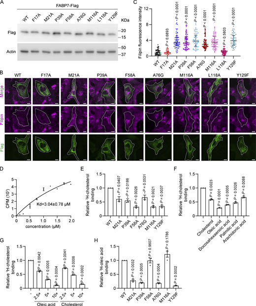 Identification of FABP7 key residues involved in cholesterol transport and binding. (A–C)FABP7 KO2 cells were transfected with the indicated plasmids expressing various FABP7 mutants tagged with Flag for 48 h and harvested. (A) Immunoblotting analysis showing the expression of indicated FABP7 mutants. (B) Cells were fixed and stained with filipin (magenta) and the antibody against Flag (green). Scale bars, 10 µm. (C) Quantification of relative fluorescence intensity of filipin in B. The filipin fluorescence intensity of FABP7 KO2 cells transfected with the plasmid expressing wild-type (WT) FABP7 is defined as 1 and used as the reference for comparison. Data are presented as median with interquartile range (n = 583 cells from three independent experiments). Mann–Whitney U test. (D) The cholesterol binding activities of FABP7 protein. Data are presented as mean ± SEM (from three independent experiments). (E) Binding of 3H-cholesterol to WT FABP7 recombinant protein and the indicated mutants. Equal amounts of proteins were used in the reaction. CPM measured for 3H-cholesterol bound to WT FABP7 protein is defined as 1 and used as the reference for comparison. Data are presented as mean ± SEM (from three independent experiments). Student’s unpaired two-tailed t test with Welch’s correction. (F) Binding of 3H-cholesterol to FABP7 in the presence of different fatty acids. CPM measured for 3H-cholesterol bound to FABP7 in the absence of (−) the indicated competitors is defined as 1 and used as the reference for comparison. Data are presented as mean ± SEM (from three independent experiments). Student’s unpaired two-tailed t test with Welch’s correction. (G) Binding of 3H-cholesterol to FABP7 in the presence of increasing concentrations of oleic acid or cholesterol. CPM measured for 3H-cholesterol bound to FABP7 in the absence of (−) the indicated competitors is defined as 1 and used as the reference for comparison. Data are presented as mean ± SEM (from three independent experiments). Student’s unpaired two-tailed t test with Welch’s correction. (H) Binding of 3H-oleic acid to WT FABP7 and the indicated mutants. Equal amounts of proteins were used in the reaction. CPM measured for 3H-oleic acid bound to WT FABP7 is defined as 1 and used as the reference for comparison. Data are presented as mean ± SEM (from three independent experiments). Student’s unpaired two-tailed t test with Welch’s correction. Source data are available for this figure: SourceData F5. Refer to the image caption for details.