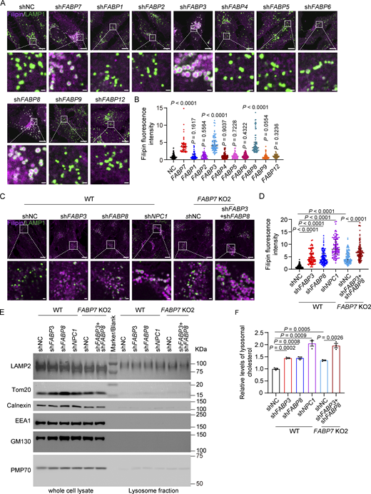 FABP3 and FABP8 are critical for lysosomal cholesterol egress. (A and B) SV589 fibroblasts were infected with lentivirus expressing indicated shRNAs, fixed and stained with filipin (magenta) and the anti-LAMP1 antibody (green). Boxed areas are shown at a higher magnification on the bottom. Scale bars, 10 µm (main), 1 µm (inset). The relative fluorescence intensity of filipin was quantified in B. The filipin fluorescence intensity of cells infected with lentivirus expressing scrambled control shRNA (NC, negative control) is defined as 1 and used as the reference for comparison. Data are presented as median with interquartile range (n = 885 cells from three independent experiments). Mann–Whitney U test. (C and D) WT and FABP7 KO2 SV589 fibroblasts infected with lentivirus expressing indicated shRNAs were fixed and stained with filipin (magenta) and the anti-LAMP1 antibody (green). Boxed areas are shown at a higher magnification on the bottom. Scale bars, 10 µm (main), 1 µm (inset). The relative fluorescence intensity of filipin was quantified in D. The filipin fluorescence intensity of wild-type (WT) cells infected with lentivirus expressing scrambled control shRNA (NC, negative control) is defined as 1 and used as the reference, except for FABP7 KO2 cells infected with lentivirus expressing shRNA targeting FABP3 and FABP8. The filipin fluorescence intensity of FABP7 KO2 cells infected with lentivirus expressing scrambled control shRNA (NC, negative control) is the reference when comparing FABP7 KO2 cell groups. Data are presented as median with interquartile range (n = 728 cells from three independent experiments). Mann–Whitney U test. (E) Indicated cells were treated as in C, and lysosomes were purified and subjected to immunoblotting analysis. (F) Relative cholesterol levels of purified lysosomes normalized to protein amounts. The lysosomal cholesterol levels in WT cells infected with lentivirus expressing scrambled control shRNA (NC, negative control) is defined as 1 and used as the reference, except for FABP7 KO2 cells infected with lentivirus expressing shRNA targeting FABP3 and FABP8. The lysosomal cholesterol levels of FABP7 KO2 cells infected with lentivirus expressing scrambled control shRNA (NC, negative control) are the reference when comparing FABP7 KO2 cell groups. Data are presented as mean ± SEM (from three independent experiments). Student’s unpaired two-tailed t test. Source data are available for this figure: SourceData F7. Refer to the image caption for details.