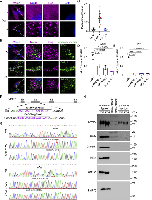 The subcellular localization of FABP7 and characterization of FABP7 knockdown and knockout in cultured cells. (A) SV589 cells infected with lentivirus expressing FABP7-Flag were permeabilized without (−) or with (+) 0.005% digitonin (Dig) diluted in DMEM containing 0.3 M sucrose for 5 min before fixation with 4% PFA for 30 min at room temperature. Boxed areas are shown at a higher magnification on the right. Scale bars, 10 µm (main), 1 µm (inset). (B) Cells were permeabilized in a liquid nitrogen bath (N2) for 30 s before fixation and immunostained with anti-Flag and anti-EEA1 antibodies, or permeabilized with digitonin (Dig) as described above and immunostained with anti-Flag antibody and other organelle markers. Boxed areas are shown at a higher magnification on the right. Scale bars, 10 µm (main), 1 µm (inset). (C) Quantification of FABP7 colocalization with organelle-specific markers. Data are presented as mean ± SEM (n = 80 cells from three independent experiments). (Dand E) Knockdown efficiency of FABP7 in SV589 fibroblasts (D) and U251 cells (E). Indicated cells were transfected with the indicated siRNAs for 48 h and harvested for quantitative PCR (qPCR). The mRNA abundance of indicated cells transfected with scrambled control siRNA (NC, negative control) is defined as 1 and used as the reference for comparison. Data are presented as mean ± SEM (from three biological replicates). (F) Cartoon showing that the exon (E) 2 of the human FABP7 gene was edited by Cas9/sgRNA. Two targeting sequences are in magenta and the protospacer-adjacent motifs are in green. (G) Sanger sequencing of two lines of FABP7 KO cells. (H) WT and FABP7 KO2 cells were harvested, and lysosomes were purified and subjected to immunoblotting analysis. Related to Fig. 1 G. Source data are available for this figure: SourceData FS1. Refer to the image caption for details.