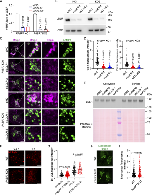 LDLR-mediated LDL uptake provides cholesterol for FABP7-mediated transport. (A and B) Two lines of FABP7 KO cells (FABP7 KO1 and FABP7 KO2) were transfected with the indicated siRNAs for 48 h and harvested for qPCR (A) and immunoblotting (B) to determine the knockdown efficiency of LDLR gene and the resultant reduction in LDLR protein, respectively. The mRNA abundance of indicated cells transfected with scrambled control siRNA (NC, negative control) is defined as 1 and used as the reference for comparison. Data are presented as mean ± SEM (from three biological replicates). (C and D) Two lines of FABP7 KO cells (FABP7 KO1 and FABP7 KO2) were transfected with the indicated siRNAs for 48 h transfection, fixed, and stained with filipin (magenta) and the anti-LAMP1 antibody (green). Boxed areas are shown at a higher magnification on the right. Scale bars, 10 µm (main), 1 µm (inset). NC, negative control. Relative fluorescence intensity of filipin in C was quantified by ImageJ and shown in D. The filipin fluorescence intensity of indicated cells transfected with scrambled control siRNA (NC, negative control) is defined as 1 and used as the reference for comparison. Data are presented as median with interquartile range (n = 575 cells from three independent experiments). Mann–Whitney U test. (E) SV589 fibroblasts were infected with lentivirus expressing indicated shRNAs and harvested for surface biotinylation assay. Ponceau S staining indicates equal amounts of samples were loaded. (F) WT and FABP7 KO2 cells were washed with PBS and incubated in lipoprotein-deficient medium (5% lipoprotein-deficient serum) supplemented with 10 µg/ml Dil-labeled LDL for the indicated time point. Scale bars, 10 µm. (G) Quantification of relative fluorescence intensity of the internalized Dil-LDL in F. The Dil-LDL fluorescence intensity of wild-type (WT) cells incubated with LDL for 0.5 h is defined as 1 and used as the reference for comparison. Data are presented as median with interquartile range (n = 497 cells from three independent experiments). Mann–Whitney U test. (H) WT and FABP7 KO2 cells were subjected to LysoSensor Green staining to assess lysosomal acidity. Scale bars, 10 µm. (I) Quantification of LysoSensor fluorescence intensity in H. The LysoSensor fluorescence intensity of wild-type (WT) cells is defined as 1 and used as the reference for comparison. Data are presented as median with interquartile range (n = 366 cells from three independent experiments). Mann–Whitney U test. Source data are available for this figure: SourceData FS2. Refer to the image caption for details.