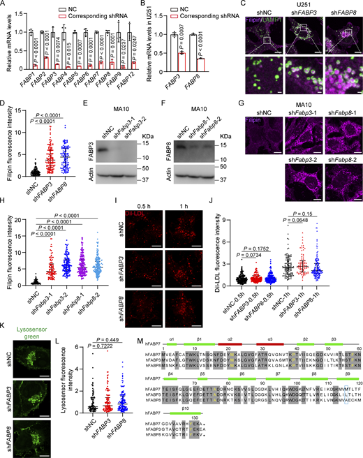Cholesterol accumulation in the cells lacking FABP3 or FABP8. (A) Knockdown efficiency of human FABP7 family members determined by qPCR. Related to Fig. 7 A. The mRNA abundance of indicated cells infected with lentivirus expressing scrambled control shRNA (NC, negative control) is defined as 1 and used as the reference for comparison. Data are presented as mean ± SEM (from three biological replicates). (B–D) U251 cells were infected with lentivirus expressing the indicated shRNAs and harvested. (B) Knockdown efficiency of FABP3 and FABP8 determined by qPCR. The mRNA abundance of indicated cells infected with lentivirus expressing scrambled control shRNA (NC, negative control) is defined as 1 and used as the reference for comparison. Data are presented as mean ± SEM analysis (from three biological replicates). (C) U251 cells were fixed and stained with filipin (magenta) and the anti-LAMP1 antibody (green). Boxed areas are shown at a higher magnification on the bottom. Scale bars, 10 µm (main), 1 µm (inset). (D) Quantification of relative fluorescence intensity of filipin in C. The filipin fluorescence intensity of cells infected with lentivirus expressing scrambled control shRNA (NC, negative control) is defined as 1 and used as the reference for comparison. Data are presented as median with interquartile range (n = 361 cells from three independent experiments). Mann–Whitney U test. (E–H) MA10 cells were infected with lentivirus expressing the indicated shRNAs and harvested. NC, negative control. (E and F) Immunoblotting analysis showing Fabp3 or Fabp8 knockdown MA10 cells. (G) MA10 cells were fixed and stained with filipin (magenta). Scale bars, 10 µm. (H) Quantification of relative fluorescence intensity of filipin in G. The filipin fluorescence intensity of cells infected with lentivirus expressing scrambled control shRNA (NC, negative control) is defined as 1 and used as the reference for comparison. Data are presented as median with interquartile range (n = 749 cells from three independent experiments). Mann–Whitney U test. (I) SV589 cells were infected with lentivirus expressing the indicated shRNAs, washed with PBS and incubated in lipoprotein-deficient medium (5% lipoprotein-deficient serum) supplemented with 10 µg/ml Dil-labeled LDL for indicated time point. NC, negative control. Scale bars, 10 µm. (J) Quantification of relative fluorescence intensity of the internalized Dil-LDL in I. The Dil-LDL fluorescence intensity of cells infected with lentivirus expressing scrambled control shRNA (NC, negative control) and incubated with LDL for 0.5 h is defined as 1 and used as the reference for comparison. Data are presented as median with interquartile range (n = 828 cells from three independent experiments). Mann–Whitney U test. (K) SV589 cells were infected with lentivirus expressing the indicated shRNAs, and subjected to LysoSensor Green staining. NC, negative control. (L) Quantification of LysoSensor fluorescence intensity in K. The LysoSensor fluorescence intensity of cells infected with lentivirus expressing scrambled control shRNA (NC, negative control) is defined as 1 and used as the reference for comparison. Data are presented as median with interquartile range (n = 413 cells from three independent experiments). Mann–Whitney U test. ns, no significance. (M) Sequence alignments of FABP7, 3, and 8. The residues conserved in all three FABPs are in shadow. The residues critical for cholesterol binding and transport are in yellow. The residues involved in cholesterol binding and transport but not conserved are circled in the blue box. h, human. Source data are available for this figure: SourceData FS4.