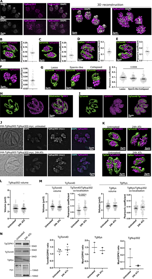 Super-resolution microscopy analysis of nuclear pore and outer mitochondrial membrane markers. (A) Localization of the nuclear pore components TgNup302 and TgNup503 via super-resolution (SR) microscopy. A T. gondii line with endogenously tagged TgNup503 and TgNup302 (iHA-TgNup503 TgNup302-myc) was immunostained for the respective tags (pink) and costained with DAPI (grey). (B–F) The same line used in A (iHA-TgNup503 TgNup302-myc) was immunostained with a combination of markers, imaged with SR microscopy, and signal colocalization within a parasite vacuole (Pearson’s coefficient) was calculated: (B)—TgNup302 (anti-myc, pink) and anti-TgMys (green) (three biological replicates, 45 vacuoles in total); (C)—TgNup302 (anti-myc pink) and anti-TgTom40 (green) (three biological replicates, 44 vacuoles in total); (D)—TgNup503 (anti-HA, pink) and anti-TgMys (green) (three biological replicates, 60 vacuoles in total); (E)—TgNup503 (anti-HA, pink) and anti-TgTom40 (green) (three biological replicates, 60 vacuoles in total); (F)—TgNup302 (anti-myc pink) and anti-TgCPN60 (green) (three biological replicates, 59 vacuoles in total). Error bars display mean with SEM (G) TgNup302 (anti-myc, pink) and anti-TgTom40 (green) colocalization was assessed in extracellular parasites (iHA-TgNup503 TgNup302-myc line) where naturally lysed parasites were collected and attached to poly-L-lysine coated coverslips followed by immunostaining, SR microscopy, and calculation of colocalization (Pearson’s coefficient) for each mitochondrial morphology: lasso, sperm-like, and collapsed (three biological replicates, 60 parasites in total per mitochondrial morphology). Error bars display mean with SEM and data were analyzed with one-way ANOVA followed by Tukey’s multiple comparisons test. (H and I)T. gondii immunostained for mitotracker (green) and costained with the pellicle marker IMC1 (H) or the cytosolic marker CDPK1 (I) (pink). (J) Immunofluorescence detection of TgNup302 via anti-Myc antibody (pink) costained with the DNA dye DAPI (grey), shows that TgNup302 remains nuclear upon TgNup503 depletion (24 h ATc). (K) Representative 3D reconstruction of SR images used for the colocalization measurements in M, costained with anti-TgTom40 (top) and anti-TgMys (bottom) (both green) and TgNup302 (pink). (L) TgNup302 signal volume was measured in untreated and treated (24 h) parasites (iHA-TgNup503 TgNup302-myc) from 3D-reconstruction SR images. Each measurement represents the average TgNup302 volume per parasite within a vacuole (three biological replicates, 75 measurements total). Error bars display mean with SEM. Data were analyzed with two-sided unpaired T test (NS). (M) TgTom40 and TgMys signal volumes were measured in untreated and treated (24 h) parasites (iHA-TgNup503 TgNup302-myc) from 3D-reconstruction SR images (left graph for each marker). Each measurement represents the average volume per parasite within a vacuole (three biological replicates, 71–75 measurements total). TgTom40 and TgMys colocalization with TgNup302 (myc) was calculated (Pearson’s coefficient, three biological replicates with 75 measured vacuoles in total for each mitochondrial marker, right graph for each marker). Error bars display mean with SEM. Data were analyzed with two-sided unpaired T test. (N) Western blots showing levels of TgNup302 (myc), TgMys, and TgTom40 upon TgNup503 downregulation (24 h ATc) with TgCDPK1 as a loading control. The signal was quantified using secondary fluorescent antibodies. Two or three biological replicates were performed per protein. Error bars display mean with SEM. Data were analyzed with two-sided unpaired T test (NS). Source data are available for this figure: SourceData FS1.