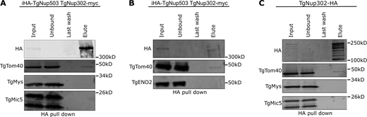 Validation of the interaction of TgNup503 and TgNup302 with TgTom40. (A and B) The interaction between HA-TgNup503 and TgTom40 was examined via anti-HA pull-down (using iHA-TgNup503HA TgNup302-myc line) followed by Western blotting probing for HA and TgTom40, as well as TgMys (unrelated protein in outer mitochondrial membrane) and TgMic5 (unrelated parasite protein) as negative controls (A) and for HA and TgTom40, as well as TgENO2 (unrelated nuclear protein) as negative control (B). (C) Interaction between TgNup302-HA and TgTom40 was probed as well by anti-HA pull-down (using TgNup302-HA line) followed by Western blotting probing for the same antibodies as used in A. Source data are available for this figure: SourceData F3. Refer to the image caption for details.
