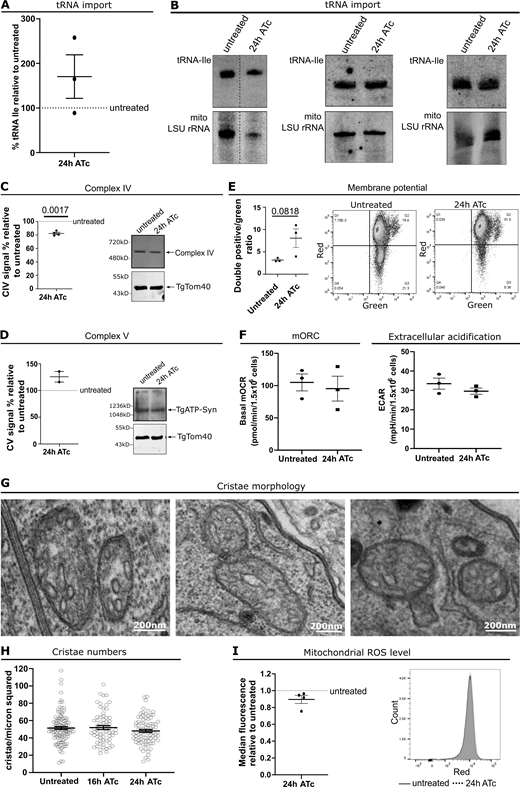 TgNup503 depletion results in a trend of mild enhanced mitochondrial potential and have no effect on other functions of the respiratory chain. (A) Quantification of mitochondrial tRNA levels in treated (24 h) relative to untreated parasites (three biological replicates all shown in I). Error bars show mean with SEM. Data were analyzed with one sample T test compared with untreated (NS). (B) Individual Northern blots were used for quantification in H. Top panels show Northern blots with probes against tRNAIle whereas the bottom panels show Northern blots with probes against a mitochondrial rRNA for loading control of mitochondrial fraction. (C) A representative image and graph of measurements from four biological replicates of in-gel assembly and activity assay for complex IV. Error bars display mean with SEM. Data were analyzed with one sample T test comparing to untreated. (D) Blue native page followed by Western blot to assess assembly of complex V (representative image of biological replicates). Error bars display mean with SEM. Two biological replicates, data were analyzed with one sample T test comparing to untreated (NS). (E) Membrane potential was assessed using JC-1 dye where membrane potential results in movement of the dye into the mitochondrion where it aggregates changing from green to red. Error bars show mean with SEM, three biological replicates, data were analyzed with two-tailed unpaired T test (NS). (F) Basal mitochondrial oxygen consumption rates (basal mOCR) and extracellular acidification rate (ECAR) of iHA-TgNup503 TgNup302-myc grown in the presence or absence of ATc for 24 h, three biological replicates. Error bars display mean with SEM. Data were analyzed with two-tailed unpaired T test (NS). (G) Representative images of mitochondria from 24 h ATc treated iHA-TgNup503 TgNup302-myc parasites showing their cristae. (H) Cristae count from EM of iHA-TgNup503 TgNup302-myc, untreated, and ATc treated for 16 and 24 h. Two biological replicates, 65–111 mitochondria analyzed per condition. Error bars display mean with SEM. Data were analyzed with one-way ANOVA (NS). (I) Level of mitochondrial ROS was assessed with MitoSOX dye and flow cytometry. Error bars show mean with SEM, four biological replicates. Data were analyzed with one sample T test compared with untreated (NS). Source data are available for this figure: SourceData F6. Refer to the image caption for details.