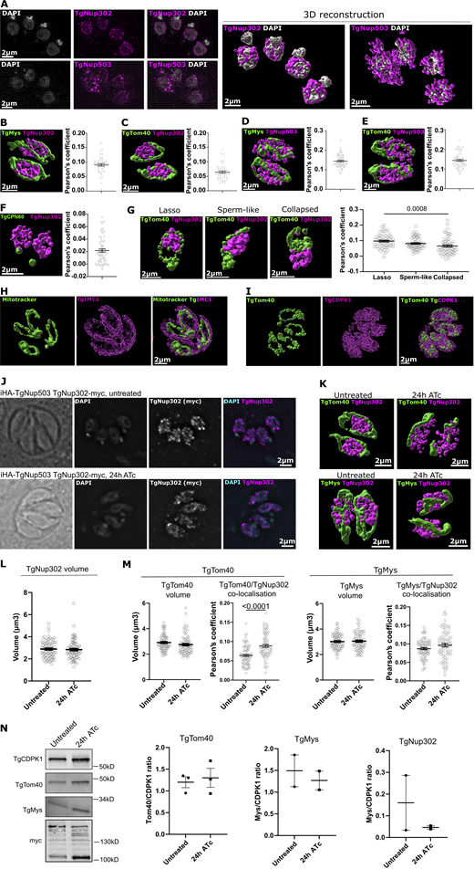 Super-resolution microscopy analysis of nuclear pore and outer mitochondrial membrane markers. (A) Localization of the nuclear pore components TgNup302 and TgNup503 via super-resolution (SR) microscopy. A T. gondii line with endogenously tagged TgNup503 and TgNup302 (iHA-TgNup503 TgNup302-myc) was immunostained for the respective tags (pink) and costained with DAPI (grey). (B–F) The same line used in A (iHA-TgNup503 TgNup302-myc) was immunostained with a combination of markers, imaged with SR microscopy, and signal colocalization within a parasite vacuole (Pearson’s coefficient) was calculated: (B)—TgNup302 (anti-myc, pink) and anti-TgMys (green) (three biological replicates, 45 vacuoles in total); (C)—TgNup302 (anti-myc pink) and anti-TgTom40 (green) (three biological replicates, 44 vacuoles in total); (D)—TgNup503 (anti-HA, pink) and anti-TgMys (green) (three biological replicates, 60 vacuoles in total); (E)—TgNup503 (anti-HA, pink) and anti-TgTom40 (green) (three biological replicates, 60 vacuoles in total); (F)—TgNup302 (anti-myc pink) and anti-TgCPN60 (green) (three biological replicates, 59 vacuoles in total). Error bars display mean with SEM (G) TgNup302 (anti-myc, pink) and anti-TgTom40 (green) colocalization was assessed in extracellular parasites (iHA-TgNup503 TgNup302-myc line) where naturally lysed parasites were collected and attached to poly-L-lysine coated coverslips followed by immunostaining, SR microscopy, and calculation of colocalization (Pearson’s coefficient) for each mitochondrial morphology: lasso, sperm-like, and collapsed (three biological replicates, 60 parasites in total per mitochondrial morphology). Error bars display mean with SEM and data were analyzed with one-way ANOVA followed by Tukey’s multiple comparisons test. (H and I)T. gondii immunostained for mitotracker (green) and costained with the pellicle marker IMC1 (H) or the cytosolic marker CDPK1 (I) (pink). (J) Immunofluorescence detection of TgNup302 via anti-Myc antibody (pink) costained with the DNA dye DAPI (grey), shows that TgNup302 remains nuclear upon TgNup503 depletion (24 h ATc). (K) Representative 3D reconstruction of SR images used for the colocalization measurements in M, costained with anti-TgTom40 (top) and anti-TgMys (bottom) (both green) and TgNup302 (pink). (L) TgNup302 signal volume was measured in untreated and treated (24 h) parasites (iHA-TgNup503 TgNup302-myc) from 3D-reconstruction SR images. Each measurement represents the average TgNup302 volume per parasite within a vacuole (three biological replicates, 75 measurements total). Error bars display mean with SEM. Data were analyzed with two-sided unpaired T test (NS). (M) TgTom40 and TgMys signal volumes were measured in untreated and treated (24 h) parasites (iHA-TgNup503 TgNup302-myc) from 3D-reconstruction SR images (left graph for each marker). Each measurement represents the average volume per parasite within a vacuole (three biological replicates, 71–75 measurements total). TgTom40 and TgMys colocalization with TgNup302 (myc) was calculated (Pearson’s coefficient, three biological replicates with 75 measured vacuoles in total for each mitochondrial marker, right graph for each marker). Error bars display mean with SEM. Data were analyzed with two-sided unpaired T test. (N) Western blots showing levels of TgNup302 (myc), TgMys, and TgTom40 upon TgNup503 downregulation (24 h ATc) with TgCDPK1 as a loading control. The signal was quantified using secondary fluorescent antibodies. Two or three biological replicates were performed per protein. Error bars display mean with SEM. Data were analyzed with two-sided unpaired T test (NS). Source data are available for this figure: SourceData FS1.