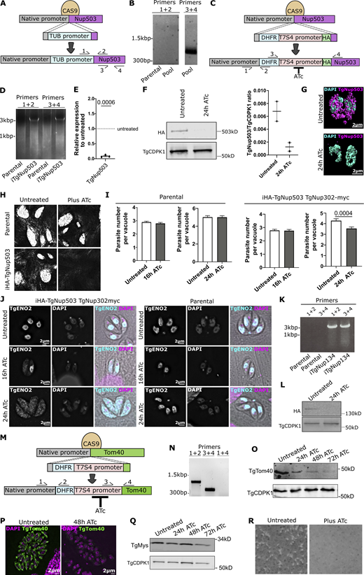 Genetic manipulations of TgNup503, attempts for overexpression and generation, and analysis of inducible knock-down. (A) A scheme of the genetic manipulation designed to generate a TgNup503 overexpression line, where, using CRISPR/CAS9, a new promoter (the strong T. gondii tubulin promoter, TUB light blue) would be inserted displacing the native TgNup503 promoter (grey). The scheme also shows the location of the primers used to test for integration. (B) One example of the four genetic manipulation attempts shows a lack of promoter integration (primers 1 + 2), while primers 3 + 4 confirm successful gDNA extraction as a positive control. (C) Scheme showing the genetic manipulation to generate the inducible depletion where, using CRISPR/CAS9, the native promoter is displaced and the gene of interest (TgNup503) is now under the control of the repressible promoter (T7S4) and contains an HA tag. Gene expression can be shut down by the addition of anhydrous tetracycline (ATc). The position of the primers used in D are indicated. (D) PCR validation of the promoter integration to generate inducible TgNup503 (i-HA-TgNup503). (E) qRT-PCR showing the downregulation of TgNup503 expression 24 h post ATc addition (this experiment was performed with the parasite line resulting from the manipulation in D iHA-TgNup503 TgNup302-myc). Error bars display mean with SEM, data were analyzed with one sample T test (three biological replicates). (F) Western blot showing TgNup503 loss 24 h post ATc addition, TgCDPK1 was used as a loading control. Staining was done with secondary fluorescent antibodies followed by signal quantification. Error bars show mean with SEM, data were analyzed with two-sided unpaired T test (two biological replicates) (P = 0.0811). (G) SR image showing loss of TgNup503 24 h post ATc addition. (H) Plaque assays showing lack of growth of iTgNup503 upon TgNup503 depletion via ATc treatment. As a control, the growth of the parental line was unaffected by the presence of ATc. (I) Division assay showing growth of parental and iHA-TgNup503 TgNup302-myc line without ATc and at 16 and 24 h post addition of ATc addition. Three biological replicates, total of 300 vacuoles counted. Error bars display mean with SEM, data were analyzed with unpaired Wilcoxon test. (J) TgENO2 nuclear import assay in iHA-TgNup503 TgNup302-myc line and parental line in untreated cells and 16 and 24 h post addition of ATc. Scale bar is 2 μm. (K) PCR validation of the promoter integration to generate inducible TgNup134 (with the same strategy as shown in the scheme in C). (L) Western blot showing TgNup134 loss 24 h post ATc addition. TgCDPK1 was used as a loading control. (M) Scheme showing the genetic manipulation to generate the inducible depletion where, using CRISPR/CAS9, the native promoter is displaced, and the gene of interest (TgTom40) is now under the control of the repressible promoter (T7S4). Gene expression can be shut down by addition of anhydrous tetracycline (ATc). The position of the primers used in B are indicated. (N) PCR validation of the promoter integration to generate inducible TgTom40 (iTgTom40). (O) Western blot showing TgTom40 loss at 48 h post ATc addition, TgCDPK1 was used as a loading control. (P) Immunofluorescence images showing loss of TgTom40 at 48 h post ATc addition. (Q) Western blot showing that the mitochondrial marker TgMys remains at the same level at the 48 h time point when TgTom40 is almost fully lost. TgCDPK1 was used as a loading control. (R) Plaque assays showing lack growth of iTgTgTom40 upon TgTom40 depletion via ATc treatment. Source data are available for this figure: SourceData FS4. Refer to the image caption for details.