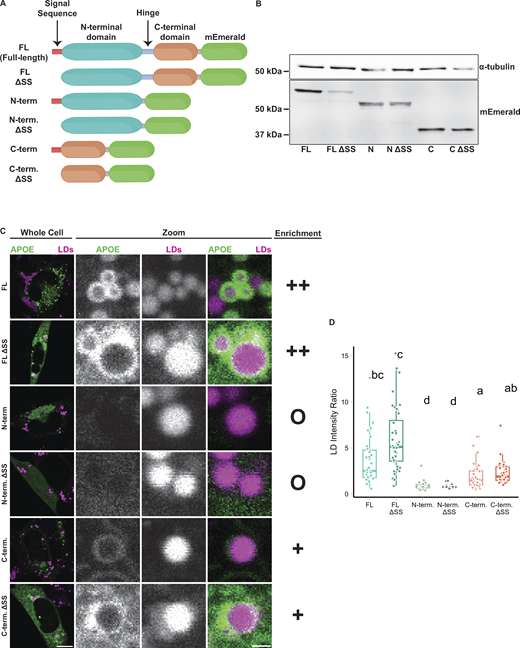 The C-terminal domain is required for LD targeting of APOE. (A) Schematic of the APOE truncation constructs used in this experiment. (B) Western blot of lysates from TRAE3-H cell transfected with the indicated APOE truncation construct. Each construct was expressed and appeared at the expected molecular weight. Predicted molecular weights for each construct are as follows: FL: 63.94 kD, ΔSS FL: 62.03 kD, N: 51.83 kD, ΔSS N: 49.92 kD, C: 39.28 kD, C ΔSS: 37.36 kD. (C) Representative confocal slices of TRAE3-H cells transfected with the indicated construct, stained for LDs with BODIPY 665/676, and treated with 400 µM OA for 5 h. “O” denotes no enrichment of signal on the LD surface, “+” indicates partial enrichment, and “++” indicates full enrichment. (D) Quantification of LD targeting of each construct. The LD intensity ratio was calculated by dividing the mean mEm fluorescence intensity on LDs by the mean mEm fluorescence intensity of the rest of the cell. Letters indicate pairwise significance groups. Conditions denoted with the same letter have no statistically significant difference. N = 40 cells per condition. Each data point represents one cell. Data were collected and pooled from three independent experiments. P-values were calculated via Dunn’s Test for pairwise multiple comparisons. FL, full-length APOE. N-term., N-terminal domain of APOE. C-term., C-terminal domain of APOE. ΔSS, construct has the N-terminal signal peptide deleted. Source data are available for this figure: SourceData F4.