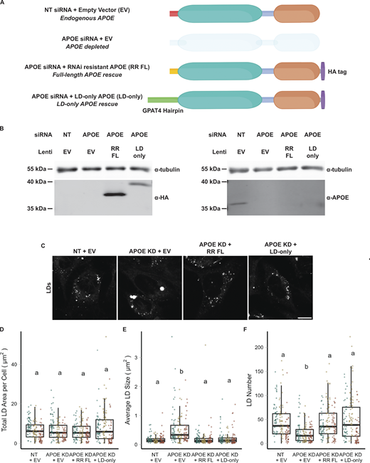 LD-associated APOE modulates LD size. (A) Cartoon illustrating the conditions used in the APOE rescue experiment. Endogenous APOE3 protein is present in cells transfected with a non-targeting siRNA. APOE protein is depleted upon APOE knockdown. The siRNA used to knock down APOE targets the mRNA sequence encoding the N-terminal signal peptide. The RNAi-resistant full-length APOE (RR FL) rescue construct consists of APOE3 with synonymous mutations in the signal peptide that impart resistance to the APOE siRNA. The LD-only APOE construct has the signal sequence removed, making it insensitive to the APOE siRNA, and replaced with the hairpin domain of the LD protein GPAT4. This version of APOE only targets LDs and never enters the ER lumen. (B) Western blot of lysates of TRAE3-H cells transfected with the indicated siRNA and transduced with the indicated lentivirus. The same samples were run on two separate SDS-PAGE gels, with 10 µg of total protein loaded into each well. Gels were transferred and then blotted with anti-HA or an anti-APOE antibody together with an anti-tubulin antibody. Both the RR FL and LD-only APOE constructs were expressed in an endogenous APOE knockdown background. Moreover, the HA tag obstructs the epitope of the APOE antibody, allowing endogenous APOE and exogenous, HA-tagged APOE to be distinguished. (C) Representative confocal slices of cells transfected with non-targeting siRNA or APOE siRNA and transduced with an empty vector control, RR FL APOE, or LD-only APOE. Cells were subjected to an OA pulse-chase as described in Fig. 5A, fixed, and stained for LDs with BODIPY 493/503. Scale bar, 10 µm. (D–F) Quantification of LD parameters for the conditions described in A after an OA pulse-chase assay. (D) Total LD area was measured as the area of the entire LD mask per cell in µm2. (E) Average LD size was calculated as the mean LD area per cell in µm2. (F) Number of LDs per cell. Each data point represents one cell, and each color represents data collected from a separate, independent experiment. N = 60 cells per condition and independent experiment. ns P > 0.05, **** P < 0.0001. P values were calculated using a clustered Wilcox rank sum test via the Rosner–Glynn–Lee method and Bonferonni-corrected for multiple comparisons. Source data are available for this figure: SourceData F6.