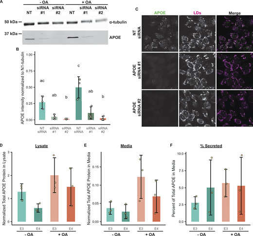 Validation of APOE antibody via siRNA-mediated knockdown and measurement of intracellular and secreted APOE ± OA. (A) Western blot of lysates of TRAE3-H cells transfected with a non-targeting siRNA or one of two different siRNAs against APOE and treated ± OA for 5 h. The antibody used to probe for endogenous APOE is the same one used for both the immunofluorescence and immunogold experiments. (B) Quantification of Western blots of APOE knockdown from three independent biological replicates. APOE siRNA #2 demonstrated ∼94% knockdown of APOE in both − and + OA conditions, and was used for subsequent loss of function studies in Figs. 5 and 6. (C) Representative confocal slices of TRAE3-H cells transfected with NT siRNA or one of two APOE siRNAs and treated with 400 µM OA for 5 h. Cells were fixed and stained for endogenous APOE with an anti-APOE antibody and for LDs with BODIPY 493/503. Little to no endogenous APOE signal was observed by immunofluorescence upon APOE knockdown. Scale bar, 10 µm. (D) Normalized total APOE protein present in TRAE3-H and TRAE4-H lysates ± 5-h OA treatment. Cells were lysed in 100 µl of lysis buffer, and APOE protein concentrations in µg/ml were measured by ELISA. The APOE concentration in µg/ml was multiplied by the total lysate volume of 0.1 ml to derive the total amount of APOE protein in the sample. These values were then normalized by dividing the corresponding total lysate protein concentration of each sample measured via Bradford assay to account for differences in cell number. N = 3 independent biological replicates. Data are expressed in bar graphs as means, and error bars represent ± standard deviation. P value calculated via Tukey’s HSD. All pairwise comparisons were statistically insignificant. (E) Normalized total APOE protein present in TRAE3-H and TRAE4-H media ± 5-h OA treatment. Cells were grown in 1 ml of media, and APOE protein concentrations in µg/ml were measured by ELISA. The APOE concentration in µg/ml was multiplied by the total media volume of 1 ml to derive the total amount of APOE protein in the sample. These values were then normalized by dividing the total lysate protein concentration of the corresponding lysate sample measured via Bradford assay to account for variations in total material. N = 3 independent biological replicates. Data are expressed in bar graphs as means and error bars represent ± standard deviation. P value calculated via Tukey’s HSD. All pairwise comparisons were statistically insignificant. (F) The percentage of APOE present in the media out of the total APOE protein present in the lysate + media. Around 5% of total APOE protein was secreted into the media after 5 h ± OA treatment in all conditions. N = 3 independent biological replicates. Data are expressed in bar graphs as means, and error bars represent ± standard deviation. P value calculated via Tukey’s HSD. All pairwise comparisons were statistically insignificant. Source data are available for this figure: SourceData FS1. Refer to the image caption for details.