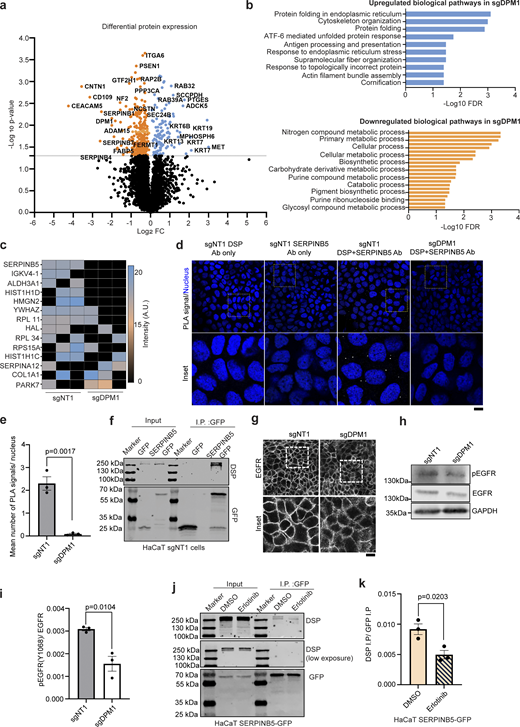 Proteomic analysis identifies SERPINB5 as an interacting partner of DSP in keratinocytes. (a) Volcano plot showing differential protein expression in sgDPM1 with respect to control sgNT1 HaCaT keratinocytes from three biological replicates. −Log 10 P values above 1.3 (0.05) were considered significant (marked by gray line on plot). Orange dots indicate proteins which were significantly downregulated in DPM1 KD cells, whereas blue dots indicate proteins that were significantly upregulated in DPM1 KD cells. (b) STRING-based biological pathway analysis of significantly modulated proteins (orange: downregulated pathways and blue: upregulated pathways). X-axis denotes −log10 of FDR values, with a cutoff set to 0.05 for significance. (c) Heat map showing binding partners of DSP that were absent in either sgNT1 or sgDPM1 cells in at least two biological replicates (N = 3). (d and e) PLA assay showing SERPINB5 and DSP interaction as white dots. Nucleus stained with DAPI. Scale bar: 10 µm distance. Each dot represents individual biological replicates. Unpaired Student’s t test. (f) Co-immunoprecipitation assay showing DSP binding to SERPINB5-GFP expressed in HaCaT sgNT1 cells. Expression of GFP served as negative control. (g) Immunostaining of EGFR in sgNT1 and sgDPM1 HaCaT keratinocytes. White dashed boxes indicate areas zoomed in below. Scale bar: 10 µm distance. (h and i) Western blot and respective quantification of phosphorylated EGFR at Y1068 in sgNT1 and sgDPM1 HaCaT keratinocytes. Each dot represents individual biological replicates. Unpaired Student’s t test. (j and k) Co-immunoprecipitation assay showing DSP binding to SERPINB5-GFP expressed in HaCaT sgNT1 cells treated with DMSO and erlotinib, respectively. Quantitation of DSP co-immunoprecipitated signal intensity normalized to respective immunoprecipitated GFP intensity. Each dot represents individual biological replicates. Unpaired Student’s t test. Source data are available for this figure: SourceData F3.