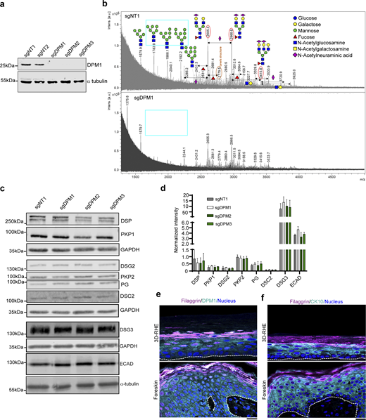 Loss of DPM1 leads to reduced oligomannose structures in keratinocytes. (a) Western blot showing DPM1 in sgDPM1, sgDPM2, and sgDPM3 HaCaT keratinocytes. α-Tubulin was used as internal loading control. (b) Mass-spectrometry analysis of N-glycome from sgNT1 and sgDPM1 cell lysates. X-axis denotes mass to charge (m/z) ratio and y-axis denotes the intensities of the corresponding m/z peaks (A.U.). The m/z peaks denote the respective glycan structures as depicted and the monosaccharide codes are provided in the color-coded legends. Cyan box marks oligomannose structures in sgNT1 conditions that are drastically reduced in sgDPM1. (c and d) Western blot images and quantifications of desmosomal proteins from sgDPM1, sgDPM2, and sgDPM3 HaCaT keratinocytes. Representative images of three biological replicates are shown. GAPDH was used as internal loading control (N = 3). (e) Immunofluorescence staining of DPM1 and filaggrin in 3D-RHE and human foreskin tissue, as indicated. Filaggrin was used as a differentiation marker. Dashed line indicates insert membrane/basement membrane. Scale bar: 10 µm. Panel shows representative of three biological replicates. (f) Immunostaining of CK10 and filaggrin in 3D-RHE and human foreskin tissue, as indicated. Dashed line indicates insert and basement membrane. Scale bar: 10 µm distance. Panel shows representative of three biological replicates. Source data are available for this figure: SourceData FS1. Refer to the image caption for details.