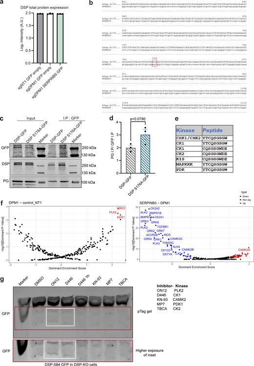 PLK2 and CK-1 are candidate kinases to modulate DSP head domain phosphorylation. (a) Graph showing endogenous total DSP protein quantification from mass spectrometry data in sgNT1, sgDPM1, and sgDPM1 SERPINB5 overexpressing cell lines. Y-axis denoted Log2 fold change of intensity values. Dots represent individual biological replicates. (b) Sequencing data showing point mutation of serine at 176 position to alanine of Dsp (HUMDP1 = hDsp1 WT, as template). (c and d) Co-immunoprecipitation assay showing DSP-GFP and DSP S176A-GFP binding to PG. Quantification shows immunoprecipitated PG normalized to the respective amount of DSP pulled down. Each dot represents individual biological replicates, Unpaired Student’s t test. (e) Kinase prediction of DSP phosphorylation site on serine at position 176 (indicated by peptide sequence in the table) by online GPS 6.0 biocuckoo tool. (f) Kinase activity analysis from phospho-proteomics datasets in sgDPM1-sgNT1 and sgDPM1 SERPINB5-sgDPM1 comparison. X-axis denotes dominant enrichment scores and Y axis denotes −log10 of dominant P values. Red indicates upregulated activities in respective kinases and blue indicates downregulated activities in respective kinases. Black dots indicate non-significantly changed kinases. The data were analyzed as described in the publication (Johnson et al., 2023). (g) Phosphate-affinity western blot showing differential phosphorylation forms of DSP-584 GFP truncated protein, upon treatment with respective kinase inhibitors. White box shows lower migrating phosphorylated forms of DSP-584 upon treatment with ON12 (PLK2 inhibitor) and D446 (CK1 inhibitor). Inset marked with red box below shows a higher exposure for clarity. Source data are available for this figure: SourceData FS4. Refer to the image caption for details.