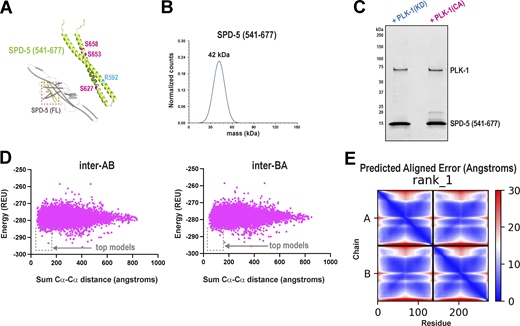 Biochemical and structural analysis of SPD-5(541–677). (A) Alphafold predicts that the central region of SPD-5 forms an alpha-helical hairpin. This motif contains Arginine 592 (blue) and PLK-1 phosphorylation sites (Serines 627, 653, and 658; magenta) that are critical for PCM assembly in C. elegans embryos. (B) Mass photometry of 50 nM SPD-5(541–677). (C) SPD-5(541–677) was incubated with PLK-1(KD) or PLK-1(CA) and analyzed by SDS-PAGE. The slower migrating bands (∼20 kDa) represent phosphorylated species of SPD-5. (D) Evaluation of 10,000 models built in Rosetta for SPD-5(541–677). (E) Predicted aligned error for the AlphaFold Multimer model of SPD-5(541–677). Source data are available for this figure: SourceData FS2.
