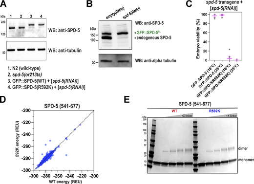 Extended analysis of SPD-5(R592K). (A) Western blots depicting expression levels of indicated proteins. Alpha tubulin was detected as a loading control. Worms were grown at 23°C. (B) Western blots showing depletion of endogenous SPD-5, but not transgenic GFP::SPD-5, following RNAi. Alpha tubulin was used as a loading control. (C) Viability of offspring in worms expressing RNA-resistant GFP::SPD-5 transgenes after depletion of endogenous SPD-5. Mean ± 95% C.I. (n = 11 worms). (D) The energetics of 10,000 ab initio models were calculated and then compared with the same model containing the R592K substitution. Each dot represents one model. Data on the diagonal indicate that the mutation does not change the energetics of folding in a particular model. (E) SPD-5(541–677) (WT or R592K) was incubated with different amounts of DMTMM crosslinker (0–10 mM) for 45 min, then analyzed by SDS-PAGE. Source data are available for this figure: SourceData FS3.