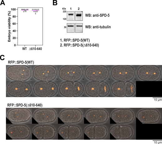 Extended analysis of SPD-5(Δ610-640). (A) Viability of offspring in worms expressing wild-type (WT) or mutant (Δ610–640) RFP::SPD-5. Mean ± 9 5% C.I. (N = 10 worms). (B) Western blots depicting expression levels of indicated proteins. Alpha tubulin was detected as a loading control. The blot for WT protein is the same used for Fig. S5 B. (C) Time-lapse confocal images of embryos during spindle assembly, spindle rocking, and PCM disassembly. Images were taken every 20 s. Source data are available for this figure: SourceData FS4.