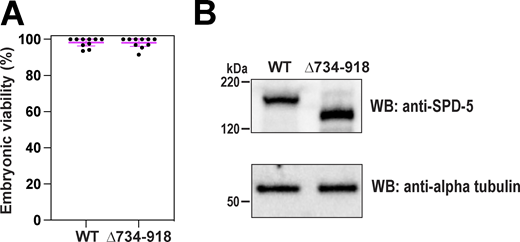 Control experiments for SPD-5(Δ734–918) mutant analysis. (A) Viability of embryos expressing either RFP::SPD-5(WT) or RFP::SPD-5(Δ734–918). Mean ± 96% C.I.; n = 10 worms per condition, 23–44 embryos each. (B) Western blot showing expression of RFP::SPD-5(WT) or RFP::SPD-5(Δ734–918). The blot for WT protein is the same as in Fig. S4 B. Alpha tubulin was used as a loading control. Source data are available for this figure: SourceData FS5.