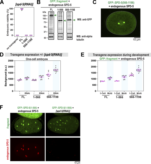Control experiments for SPD-5 truncation analysis. (A) Viability of offspring after mothers were fed for 24 h on spd-5(RNAi) plates. No transgene (N2) compared with MosSCI worms expressing transgenic gfp::spd-5. Mean ± 95% C.I.; n = 10 worms per condition, 25–40 embryos each. (B) Western blot showing expression of gfp::spd-5 transgenes. Alpha tubulin was used as a loading control. (C) Fluorescence confocal image of GFP::SPD-5(566–1198) in an embryo expressing endogenous SPD-5. (D) Quantification of cytoplasmic fluorescence of transgenic GFP::SPD-5 proteins in one-cell embryos with and without endogenous SPD-5. Mean ± 95% C.I.; n = 7–13 embryos. (E) Quantification of cytoplasmic fluorescence of transgenic GFP::SPD-5 proteins in one-cell stage versus multicell stage embryos (8-cell or greater). Mean ±95% C.I.; n = 5–12 embryos). (F) Immunofluorescence of transgenic embryos grown on control or spd-5(RNAi) feeding plates. GFP signal was preserved by light fixation. Endogenous SPD-5 was detected by an antibody that targets its C-terminus. Source data are available for this figure: SourceData FS6.