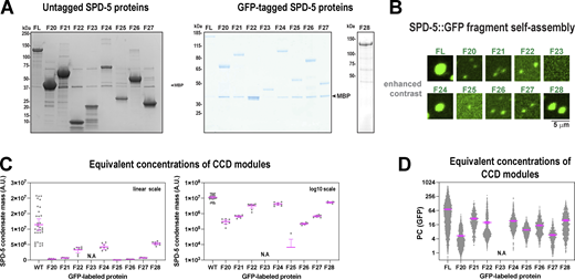 Analysis of SPD-5 assembly and recruitment in vitro. (A) Coomassie-stained SDS-PAGE gels of SPD-5 proteins used in this study. (B) Contrast adjusted sections from images in Fig. 7 B highlighting detected assemblies. (C) In vitro SPD-5 assembly using equivalent molar concentrations of coiled-coil mass (500 nM (FL), 1,140 nM (F20), 1,140 nM (F21), 3,315 nM (F22), 890 nM (F24), 1,675 nM (F25), 1,120 nM (F26), 3,390 nM (F27), 710 nM (F28)). Mean ± 95% C.I.; n = 11–22 images. (D) In vitro SPD-5 recruitment using equivalent molar concentrations of coiled-coil mass (1,000 nM SPD-5::RFP; for GFP proteins: 10 nM (FL), 23 nM (F20), 23 nM (F21), 66 nM (F22), 18 nM (F24), 36 nM (F25), 22 nM (F26), 68 nM (F27), 14 nM (F28)). Mean ± 95% C.I. n = 532–4,702 condensates. Source data are available for this figure: SourceData FS7.