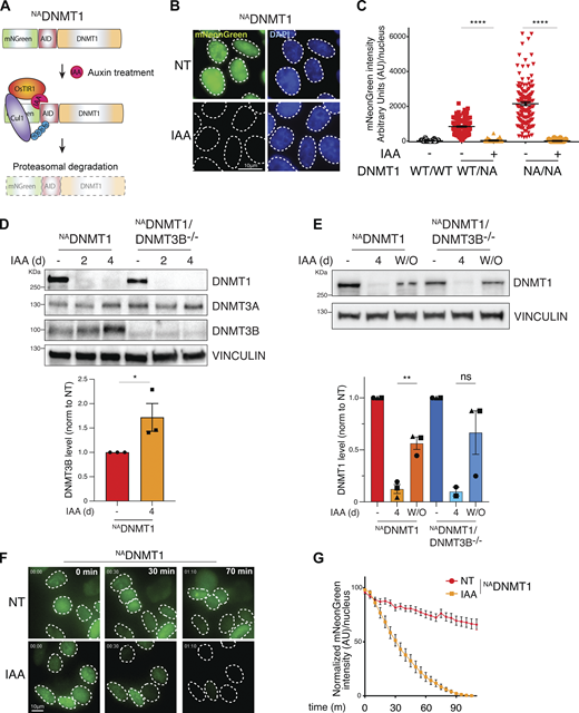 Inducible, rapid, and complete DNMT1 degradation. (A) Schematics of the endogenous DNMT1 gene tagging strategy to achieve protein degradation. OsTIR1: Oryza Sativa TIR1; Cul1: Ubiquitin ligase; Ub: ubiquitin. (B) Representative immunofluorescence analysis of NADNMT1 DLD-1 cells showing mNeonGreen-tagged DNMT1 signal (NT) and its degradation upon IAA treatment (24 h). Scale bar: 10 µm. (C) Quantification of nuclear mNeonGreen signal (DNMT1) in the indicated DLD-1 cell clones in untreated and IAA-treated conditions (24 h). +/+: WT; +/NA: heterozygous DNMT1-tagged clone; NA/NA: homozygous clone. Error bar represents the SEM; each dot represents one analyzed nucleus (n > 100 per condition). Unpaired t test: ****P < 0.0001. (D) Immunoblot analysis of DNMT protein levels in the indicated DLD-1 cell lines treated with IAA for 2 and 4 days (d) compared with untreated control. VINCULIN served as loading control. DNMT3B quantification normalized to VINCULIN and untreated control is also shown. N = 3. Unpaired t test: *P = 0.0265. (E) Immunoblot analysis and relative quantification showing DNMT1 reaccumulation after IAA W/O (4 days) in the indicated DLD-1 cell lines. VINCULIN served as loading control. DNMT1 levels were normalized to VINCULIN and untreated control. N = 3. Unpaired t test: **P = 0.0039. (F and G) Representative live-cell imaging (F) and relative quantification analysis (G) showing rapid DNMT1 depletion at the indicated times from IAA treatment in DLD-1 NADNMT1 cells. Each dot represents the mean value of analyzed cells per time point (n = 16 per condition). Error bar represents the SEM. Scale bar: 10 µm. m, min. Source data are available for this figure: SourceData F1. Refer to the image caption for details.