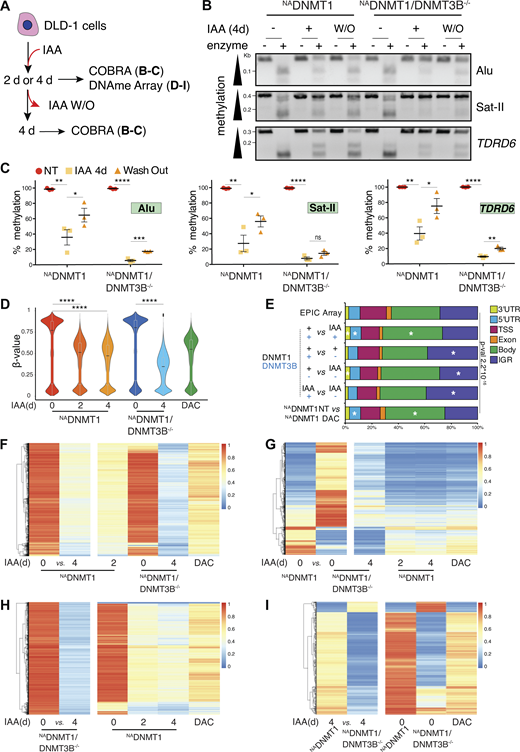 Induced DNMT1 degradation leads to progressive DNA demethylation. (A) Schematics of the experiments shown in panels B–I. (B) Representative agarose gel of COBRA at selected loci in the indicated cell lines and treatment conditions. BstUI and BstBI enzymes were used for TDRD6, Alu and Satellite II, respectively. (C) Quantification of methylated DNA (as percentage of total DNA) at the indicated regions by COBRA assay normalized to relative untreated control. Each dot represents one biological replicate (N = 3); error bars represent the SEM. Unpaired t test: Alu: *P = 0.049, **P = 0.017, ***P = 0.006, ****P < 0.0001; Satellite II: *P = 0.0456, **P = 0.013, ****P < 0.0001, n.s. = not significative; TDRD6: *P = 0.0255, **P = 0.001 and 0.003; ****P < 0.0001. (D) Combined violin-box plot showing the distribution of methylation β-values of probes identified by the EPIC array in the indicated cell line and conditions. Dark line indicates the medians; boxes indicate Q1 and Q3; whiskers extend to include 99% of the data. Wilcoxon sum rank test: ****P < 2.2*10−16. DAC: 4 days (d), 2.5 μM. (E) Genome annotation analysis of the DMPs identified in the indicated pair comparisons. The distribution of the EPIC array probes is shown as a reference. IGR: intergenic regions. A chi-square test was used to calculate P values and define significant changes in the distribution of DMPs of the indicated categories relative to EPIC array composition. Stars (*) indicate the genomic loci with major changes (i.e., contributing the most to the P value based on the standardized residuals, stdres > 2, calculated by R software). (F–I) Heatmap showing methylation intensity of DMPs (P < 0.05, Δβ-value ≥ 30%) among the indicated cell lines and conditions. The first two columns represent the DMPs identified in the indicated pairwise comparison. The methylation status of the same DMPs in the other cell lines and treatment conditions is also shown. Due to the limited capacity of graphical visualization of high number of DMPs, in F are shown 40,697 DMPs (Δβ-value ≥ 40%) out of 106,647 (Δβ-value ≥ 30%) as indicated in the text; in G are shown 18,874 DMPs (Δβ-value ≥ 40%) out of 46,739 (Δβ-value ≥ 30%) as indicated in the text; similarly, in H are shown 12,381 DMPs (Δβ-value ≥ 60%) out of 455,309 as stated in the text (Δβ-value ≥ 30%). DAC: 4 days, 2.5 μM. Number of identified DMPs between conditions are reported in Table S2. Source data are available for this figure: SourceData F2. Refer to the image caption for details.