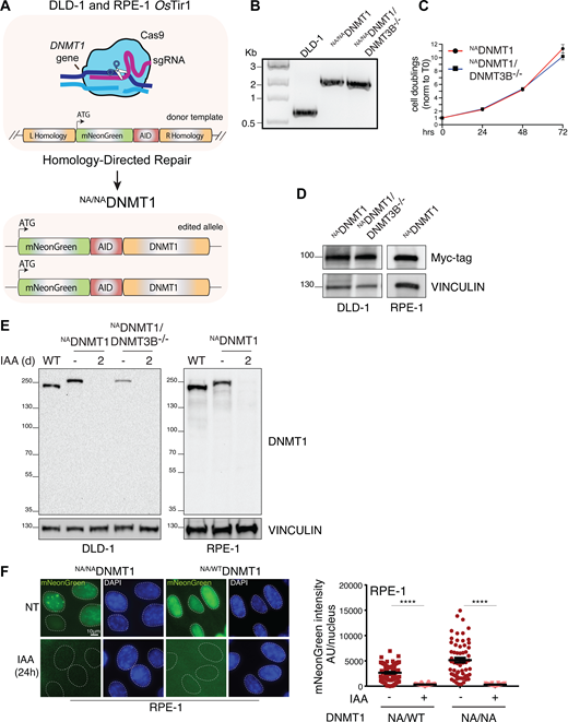 Generation of an inducible DNMT1 degradation system. (A) Schematics of the endogenous DNMT1 gene tagging strategy by CRISPR/Cas9 approach. (B) Genotyping PCR on selected WT, NADNMT1, and NADNMT1/DNMT3B−/− clones showing homozygous tagging of DNMT1 gene with the mNeonGreen-AID module. (C) Cell doubling measurement obtained from real-time cell index of the indicated DLD-1 cells. Values are normalized to time 0. (D) Immunoblot analysis showing Myc-tag OsTIR1 expression in the indicated cell lines. VINCULIN served as loading control. (E) Immunoblot analysis with the DNMT1 antibody of the indicated cell lines and treatment conditions. VINCULIN served as loading control. (F) Representative immunofluorescence images (left) and relative quantification (right) of mNeonGreen fluorescence signal in the indicated cell lines. IAA treatment: 24 h. NA/WT: heterozygous clone; NA/NA: homozygous clone. Each dot represents one analyzed nucleus (n > 60 for condition). Error bars represent the SEM. Unpaired t test: ****P < 0.0001. d, day. Source data are available for this figure: SourceData FS1. Refer to the image caption for details.