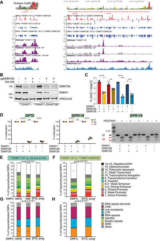 DNMT3A-independent locus-specific hypermethylation in DNMT3B KO cells. (A) Representative genomic snapshots showing hypermethylation of two regions on chromosome 16 with relative features (epilogos). The following profiles on the indicated cells are shown: DMPs between the indicated conditions; H3K9me3 and H3K27me3 ChIP-seq. (B) Immunoblot analysis of DNMT3A and DNMT3B levels on indicated cell lines and treatment conditions. VINCULIN served as loading control. DNMT3A KD was performed for 4 days (d). (C) Percentage of 5mC over total C quantified by LC-MS on DNA from the indicated DLD-1 cell lines and conditions. Dots indicate independent experiments. N = 3. Error bars represent SEM. Unpaired t test: *P = 0.0263, **P = 0.0031 and 0.0049, ***P = 0.0007 and 0.0005, ****P < 0.0001, ns = not significant. (D) Quantification of methylated DNA (as percentage of the total) at the indicated regions by COBRA assay normalized to relative untreated control. Each dot represents one biological replicate (N = 3); error bars represent the SEM. Unpaired t test: ****P < 0.0001. (E and F) Distribution of the indicated pairwise hypo-DMPs relative to the 15 chromatin states (ChromHMM from ENCODE, Hep2G cell line) compared with the distribution of all the probes present on the EPIC array. Since the originally described 4th and 5th, 6th and 7th, 14th and 15th chromatin states (strong enhancers, weak enhancers, and repetitive/CNV, respectively) are identical, they have been merged in our analysis for a total of 12 chromatin states. A chi-square test was used to calculate the P value and define significant changes in the distribution of DMPs of the indicated categories relative to EPIC array composition. Stars (*) indicate the chromatin states with a major change (i.e., contributing the most to the P value based on the standardized residuals, stdres > 2, calculated by R software). (G and H) Distribution of the indicated pairwise hypo-DMPs relative to the annotated DNA repeats (Repeat Masker) compared to the distribution of all the probes present on the EPIC array. A chi-square test was used to calculate P value and define significant changes in the distribution of DMPs of the indicated categories relative to EPIC array composition. Stars (*) indicate the categories with major change (i.e., contributing the most to the P value based on the standardized residuals, stdres > 2). Source data are available for this figure: SourceData FS3.