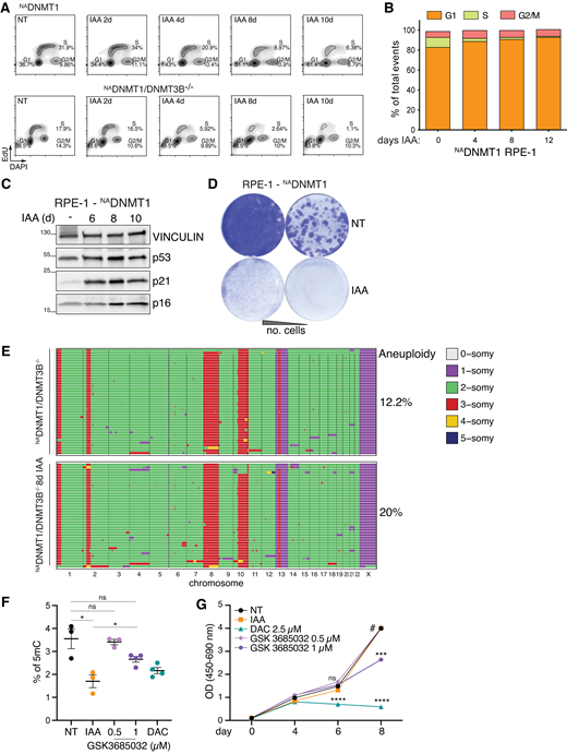 DNMTs degradation impairs cell proliferation. (A) Representative plot of cell cycle analysis of NADNMT1 and NADNMT1/DNMT3B−/− DLD-1 cells upon IAA treatment for the indicated times. Shown gates were set with the auto-gating tool (FlowJo). (B) Quantification of cell cycle phases of the NADNMT1 RPE-1 cells treated with IAA for the indicated times. (C) Immunoblot analysis with the indicated antibodies of cell extract from NADNMT1 RPE-1 cells. VINCULIN served as loading control. d, day. (D) Representative images of colony formation assay of the NADNMT1 RPE-1 cells treated with IAA for 12 days. (E) Single-cell whole-genome sequencing of NADNMT1/DNMT3B−/− treated cells as indicated (8 days IAA treatment). Each row represents an individual cell, and chromosomes are plotted as columns. Colors correspond to a defined copy-number state (legend on the right). The percentage of cells showing whole-chromosome aneuploidy (loss or gain, besides chromosomes 8 and 13) is also indicated. (F) Quantification of methylated DNA (as percentage of the total DNA) of NADNMT1 DLD-1 cells treated for 6 days as indicated. DAC: 2.5 μM. Dots indicate independent experiments. N > 3. Error bars represent SEM. Unpaired t test: *P = 0.0225, 0.0172. (G) Cell proliferation measurement (WST-1 method) of NADNMT1 DLD-1 cells treated as indicated. DAC: 2.5 μM. Dots indicate the mean of three independent replicates (N = 3), performed in technical triplicates (n = 3). Error bars represent SEM. # denotes OD(450–690) > 4 indicating cell over confluency. Unpaired t test: ****P < 0.0001. Source data are available for this figure: SourceData FS4. Refer to the image caption for details.
