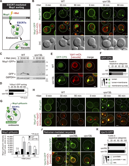 Vps13 is required for the ESCRT pathway. (A) Schematic of Mup1 sorting. (B) Mup1–GFP localization after methionine stimulation. (C) Western blotting analysis of Mup1 sorting. Cell lysates were analyzed by immunoblotting using anti-GFP and anti-G6PDH antibodies. Vacuole delivery of Mup1–GFP yields protease-resistant GFP fragments (GFP’). (D) Quantification of Mup1–GFP processing from C. (E) GFP–CPS localization. (F) Quantification of GFP–CPS localization of each category from E. (G) Schematic of Mup1–pHluorin assay. (H) Mup1–pHluorin localization after methionine stimulation. (I) Quantification of Mup1–pHluorin fluorescence at endosomes from H. (J) Vps10–GFP localization in WT, vps35Δ (retromer), and vps13Δ cells. (K) Quantification of Vps10–GFP localization from J. Scale bar: 1 µm. Source data are available for this figure: SourceData F1.