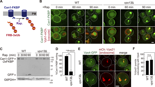 Vps13 is not required for cargo ubiquitination and ESCRT recruitment. (A) Schematic of a rapamycin-dependent degradation system for Can1. (B) Can1–FKBP localization. Rapamycin-insensitive mutant cells (tor1-1, fpr1Δ) expressing Can1–GFP–2xFKBP (Can1–FKBP) and FRB–3xUb were treated with rapamycin. (C) Can1–FKBP processing after rapamycin treatments. Cell lysates were analyzed by immunoblotting using anti-GFP and anti-G6PDH antibodies. (D) Quantification of Can-FKBP sorting from C. (E) Vps4–GFP localization. (F) Quantification of endosomal Vps4–GFP localization from E. Scale bar: 1 µm. Source data are available for this figure: SourceData F3. Refer to the image caption for details.