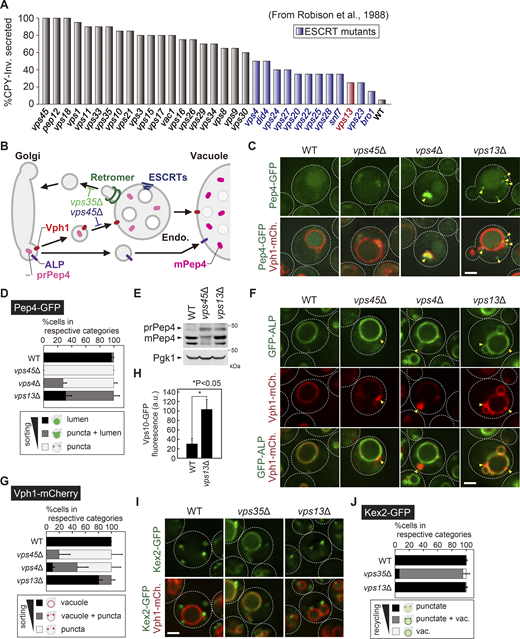 Endosomal sorting pathways in vps13Δ cells. (A) CPY missorting index in vps mutants. The graph represents the percentage of secreted CPY-Invertase as reported by Robison et al. (1988). (B) Schematic of vacuolar protein sorting. (C) Localization of Pep4–GFP. (D) Quantification of Pep4–GFP localization from C. (E) Western blotting analysis of Pep4 sorting. Cell lysates were analyzed by immunoblotting using anti-Pep4 and anti-Pgk1 antibodies. (F) Localization of GFP–ALP and Vph1–mCherry. (G) Quantification of Vph1–mCherry localization from F. (H) Quantification of Vps10–GFP fluorescence from Fig. 1 J. (I) Kex2–GFP localization in WT, vps35Δ (retromer), and vps13Δ cells. (J) Quantification of Kex2–GFP localization from I. Scale bar: 1 µm. Source data are available for this figure: SourceData FS1.